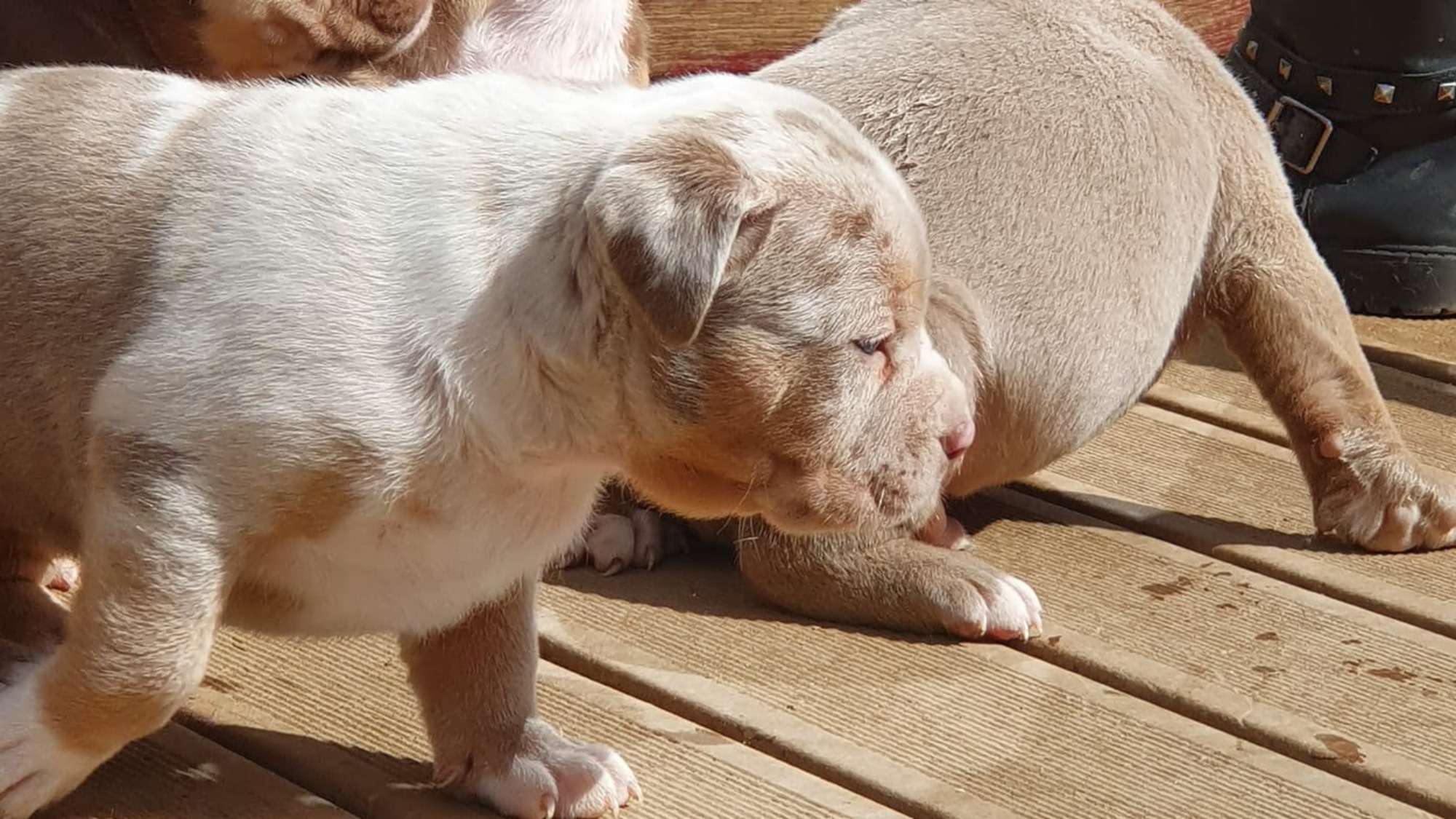 Chiot femelle bully xl trico merle lilac tri merle