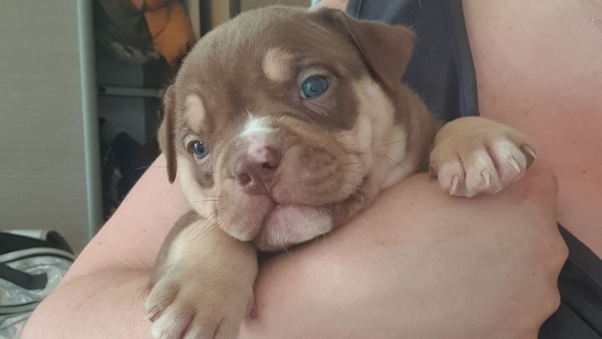 Chiot femelle bully xl trico trico choco