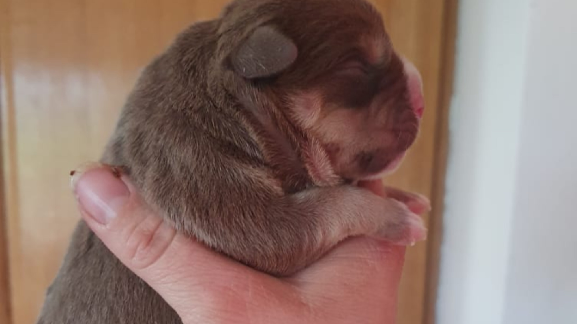 Chiot femelle bully xl trico trico choco