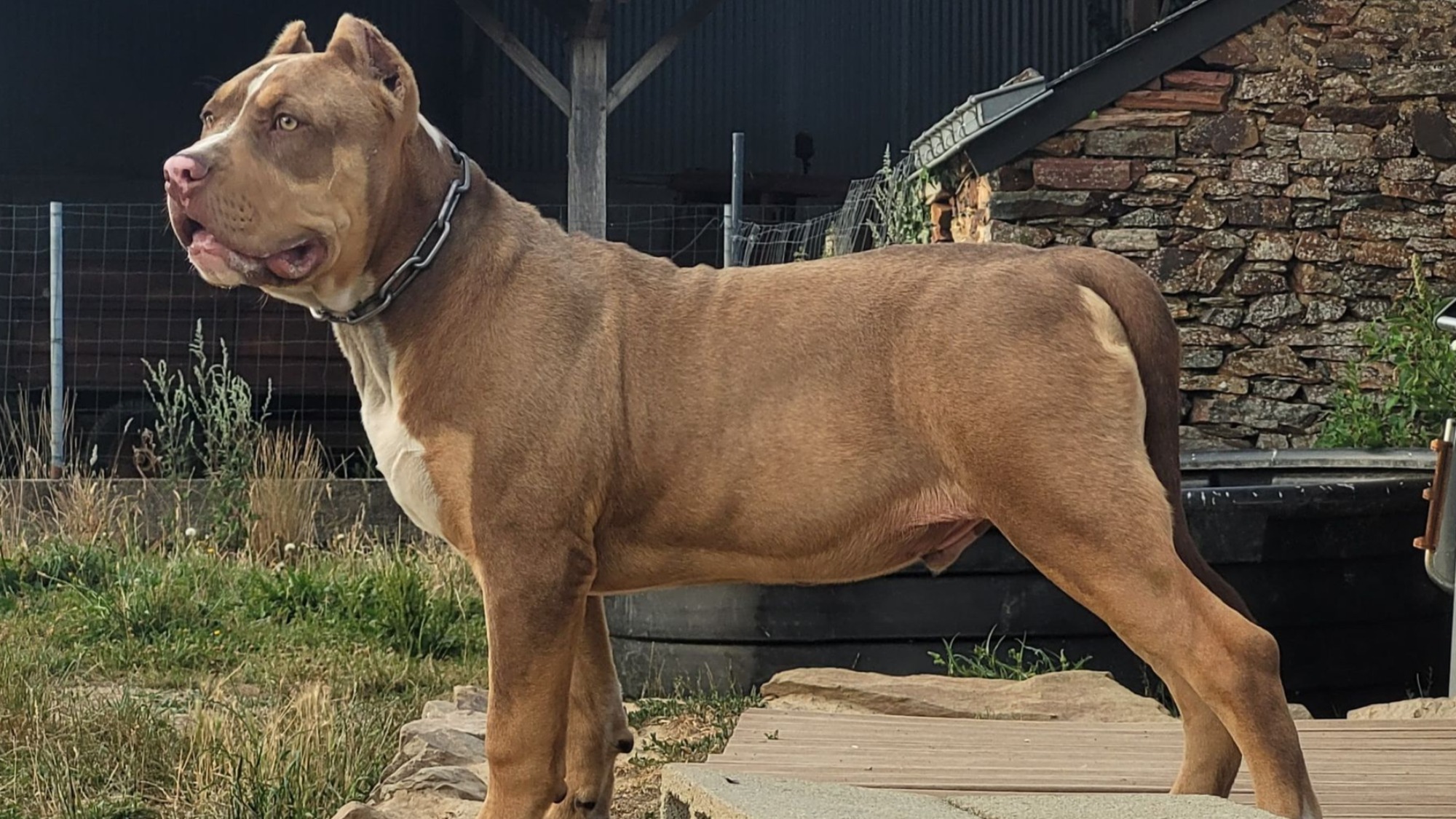 Chiot mâle bully xl trico trico choco