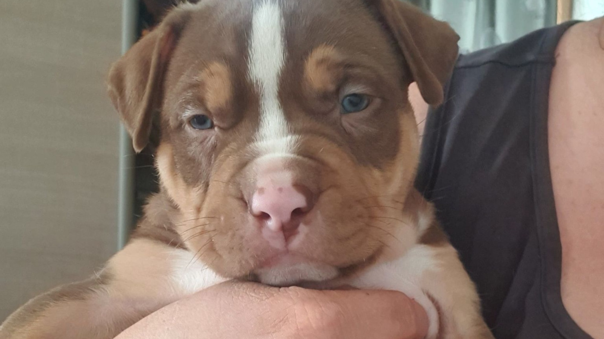 Chiot mâle bully xl trico trico choco