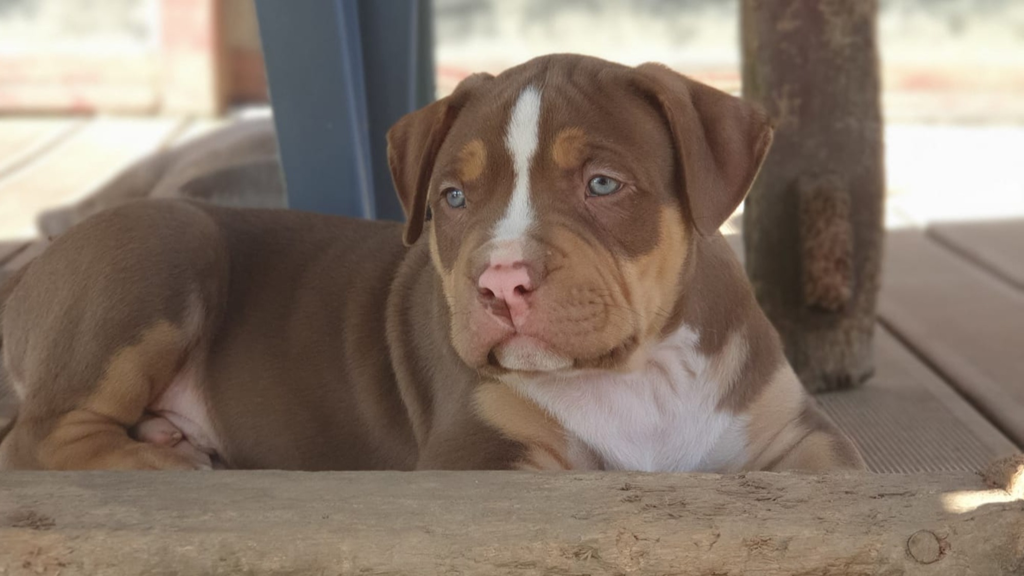 Chiot mâle bully xl trico trico choco