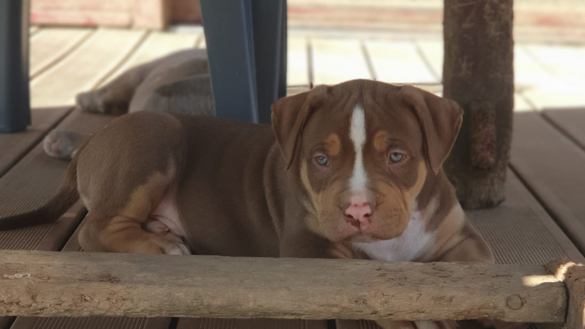 Chiot mâle bully xl trico trico choco