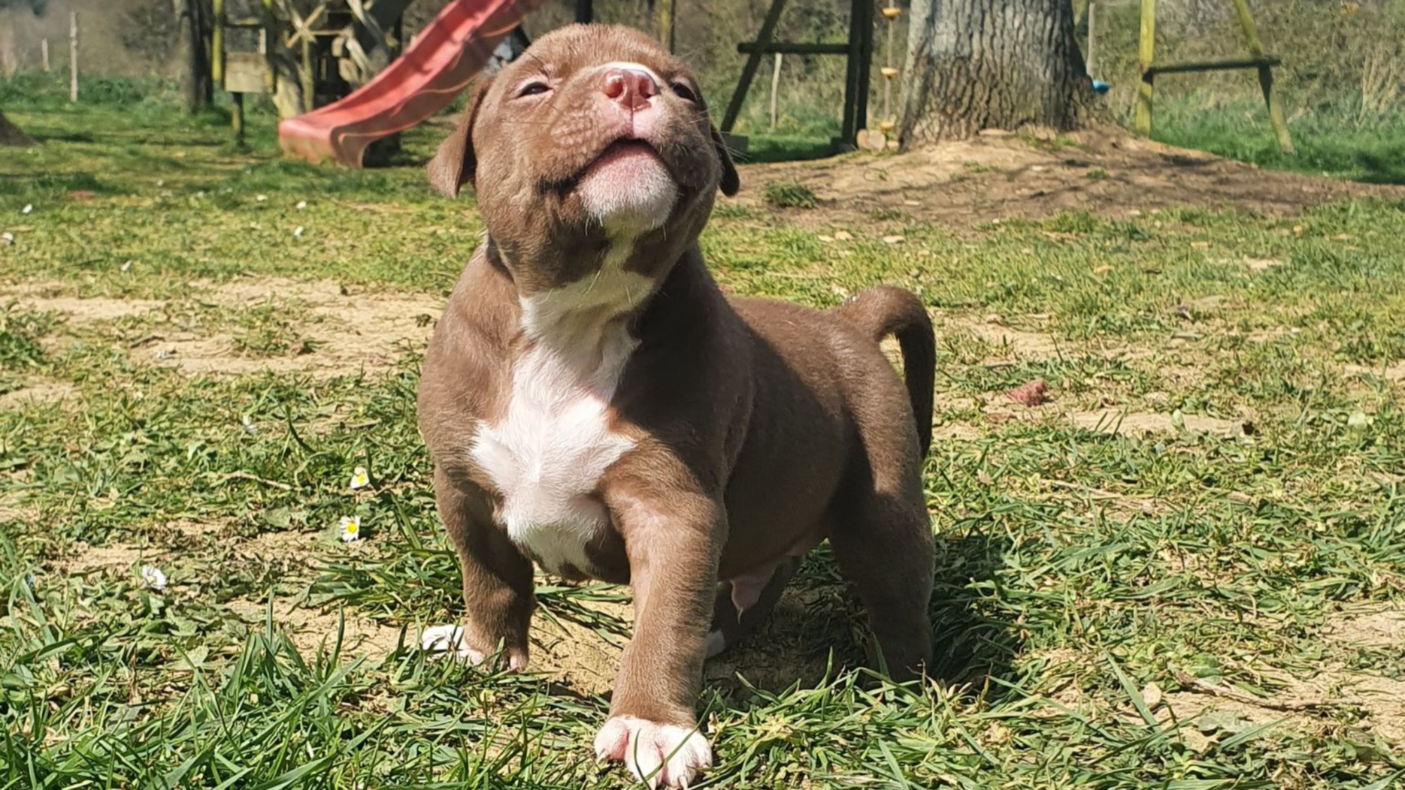 Chiot mâle bully xl chocolat