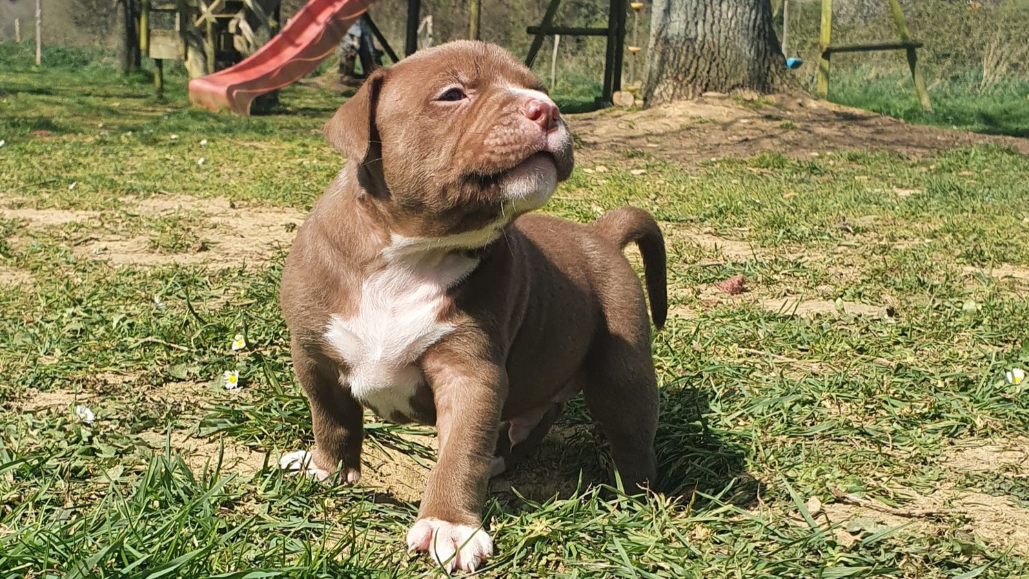 Chiot mâle bully xl chocolat