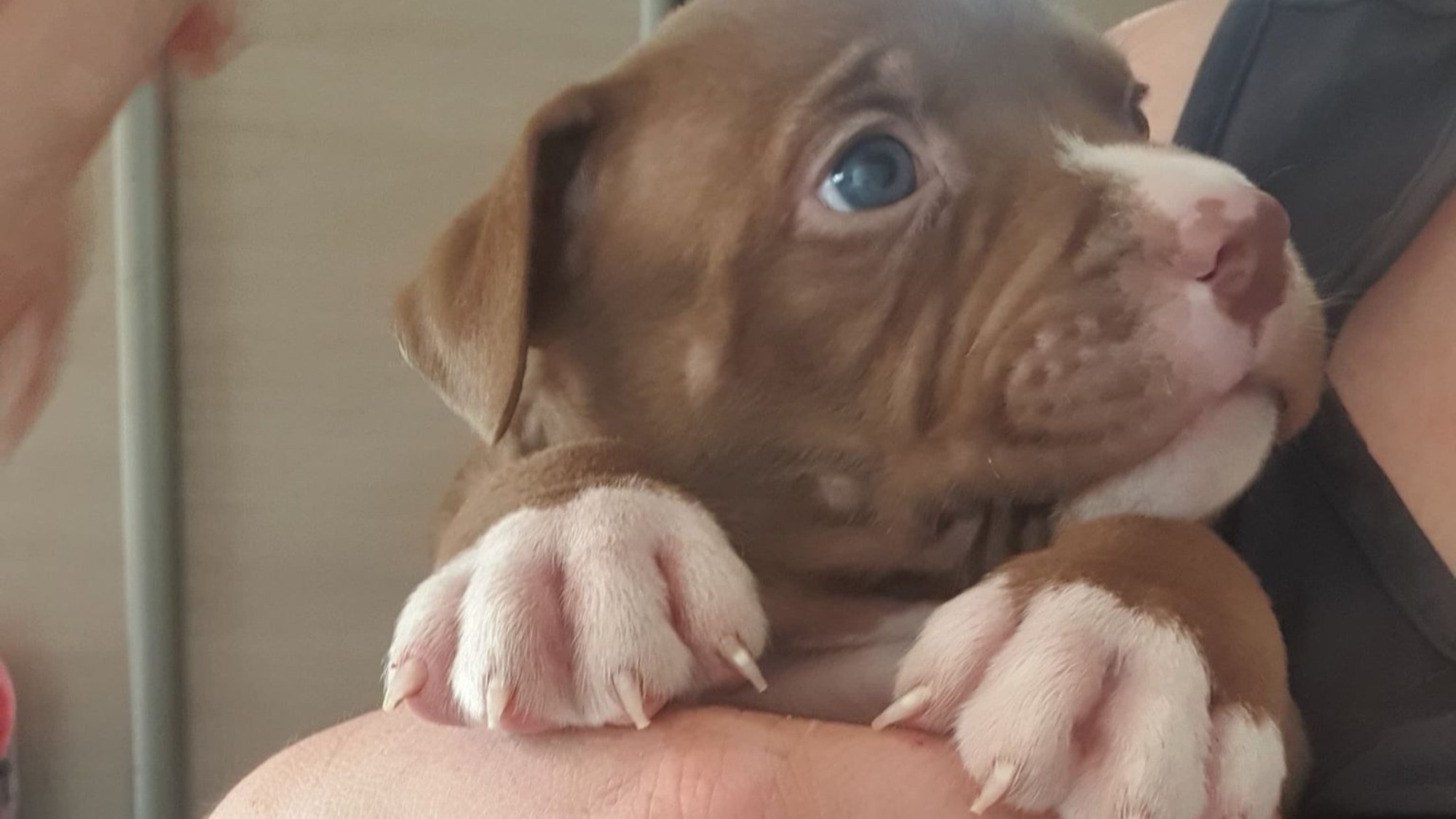 Chiot mâle bully xl chocolat