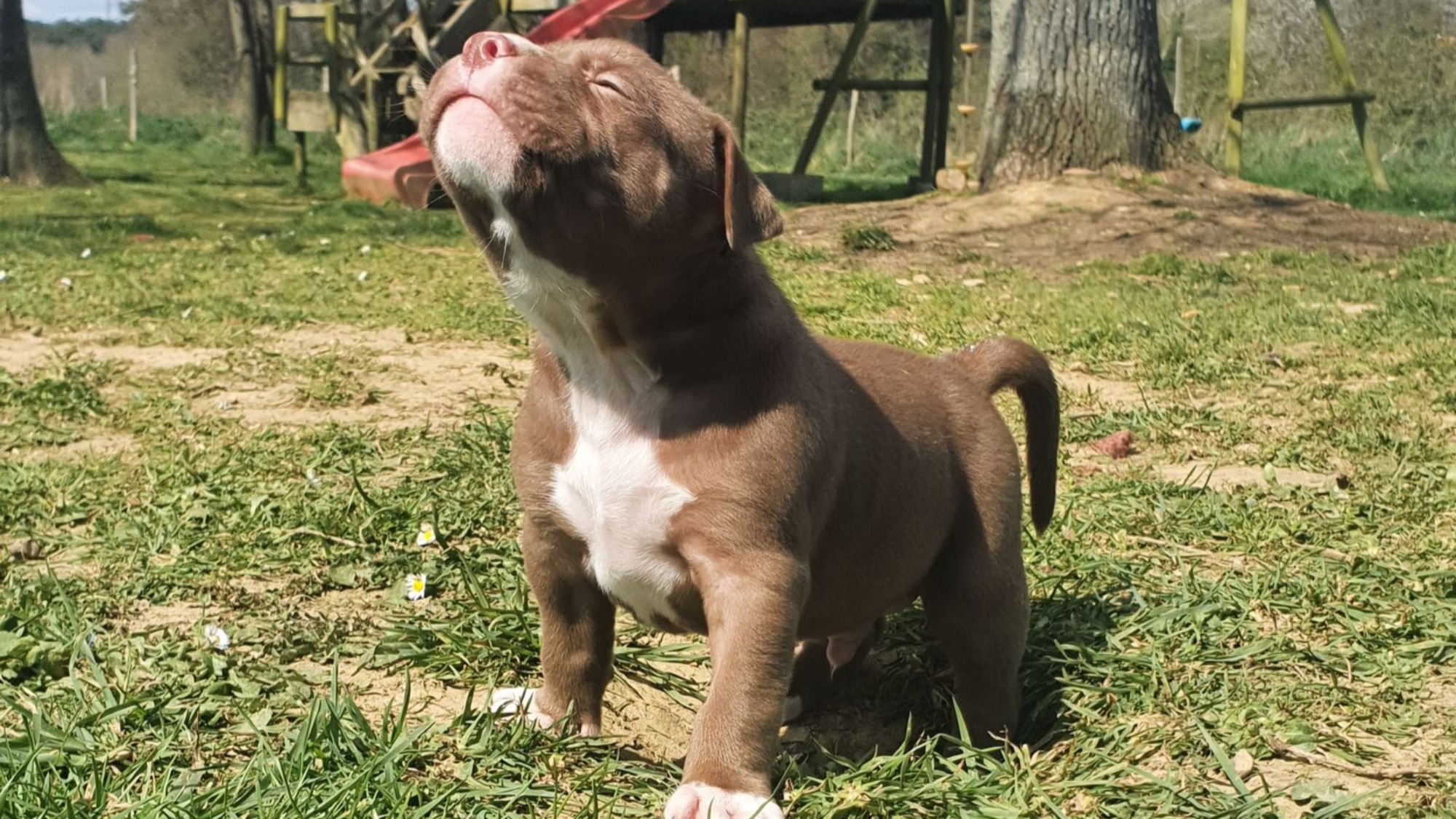 Chiot mâle bully xl chocolat