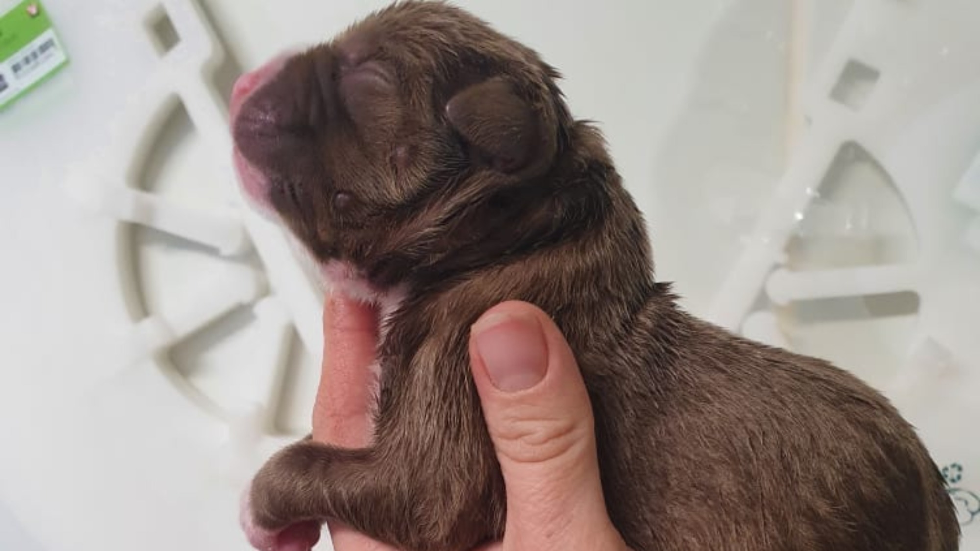 Chiot mâle bully xl chocolat