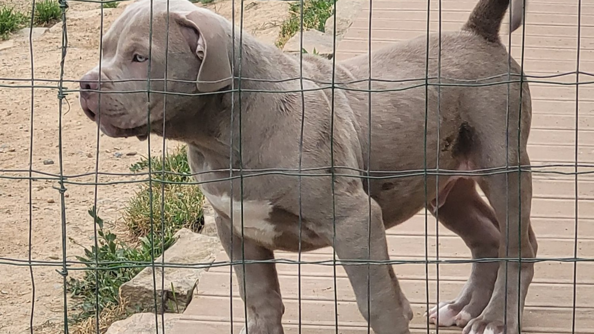 Chiot mâle bully xl lilac