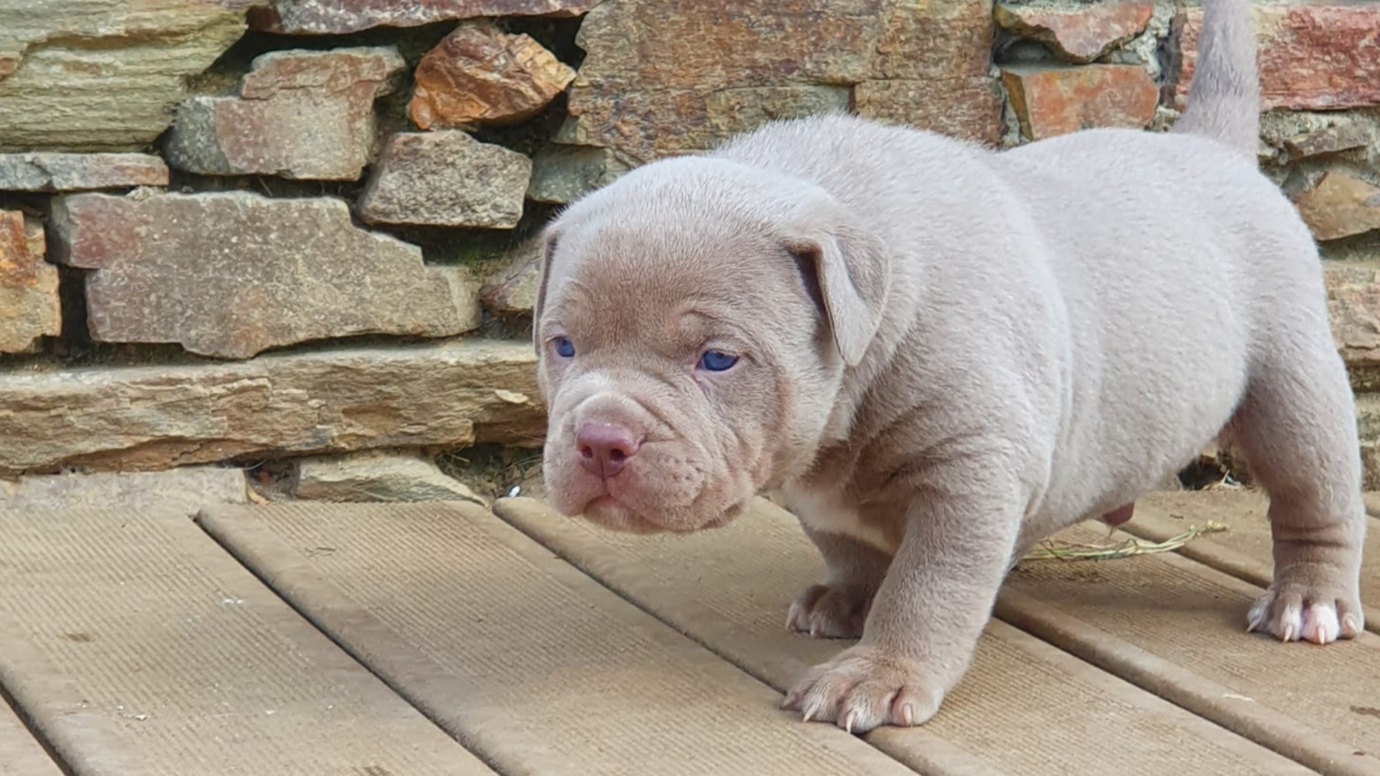 Chiot mâle bully xl lilac