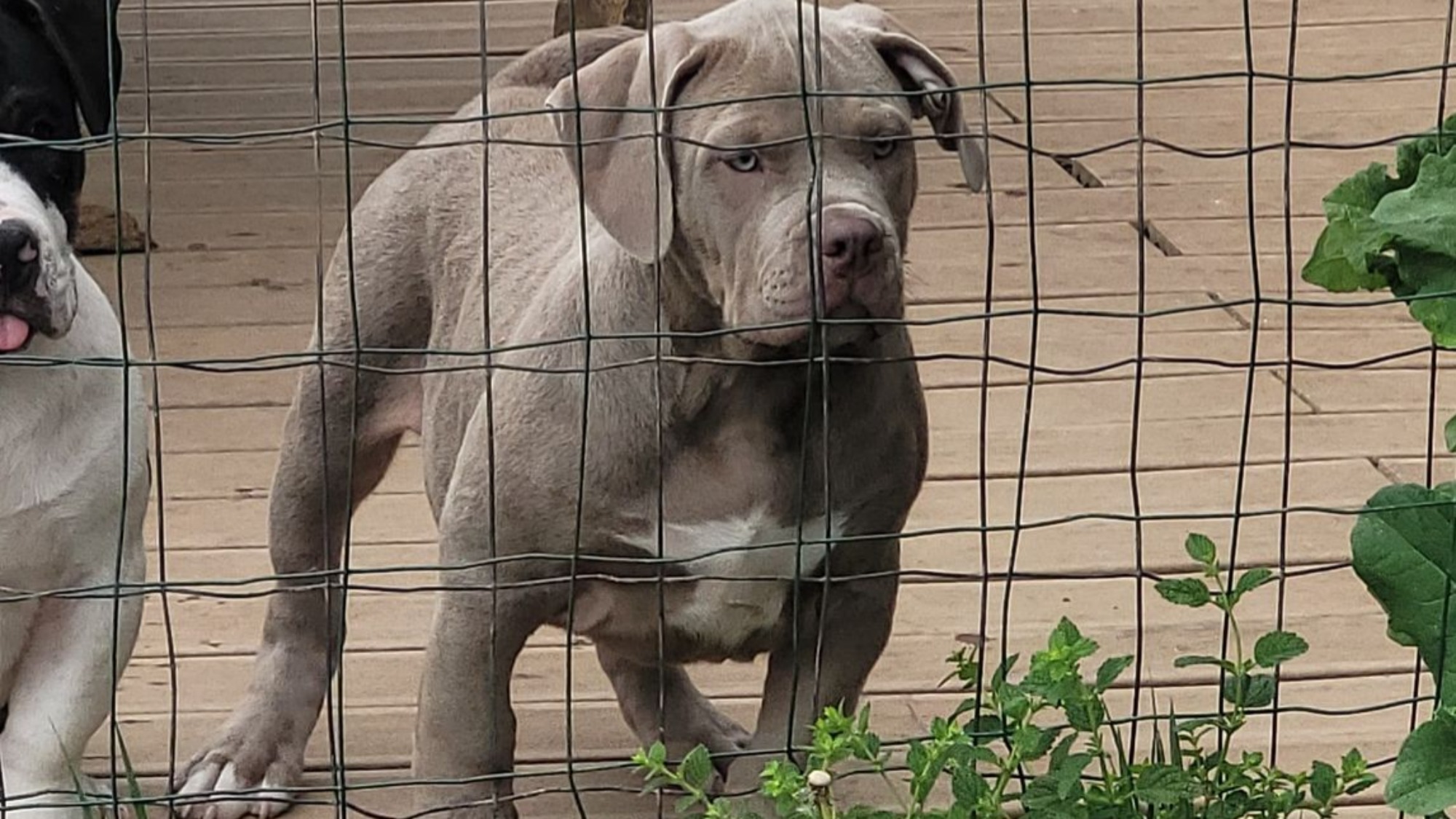 Chiot mâle bully xl lilac