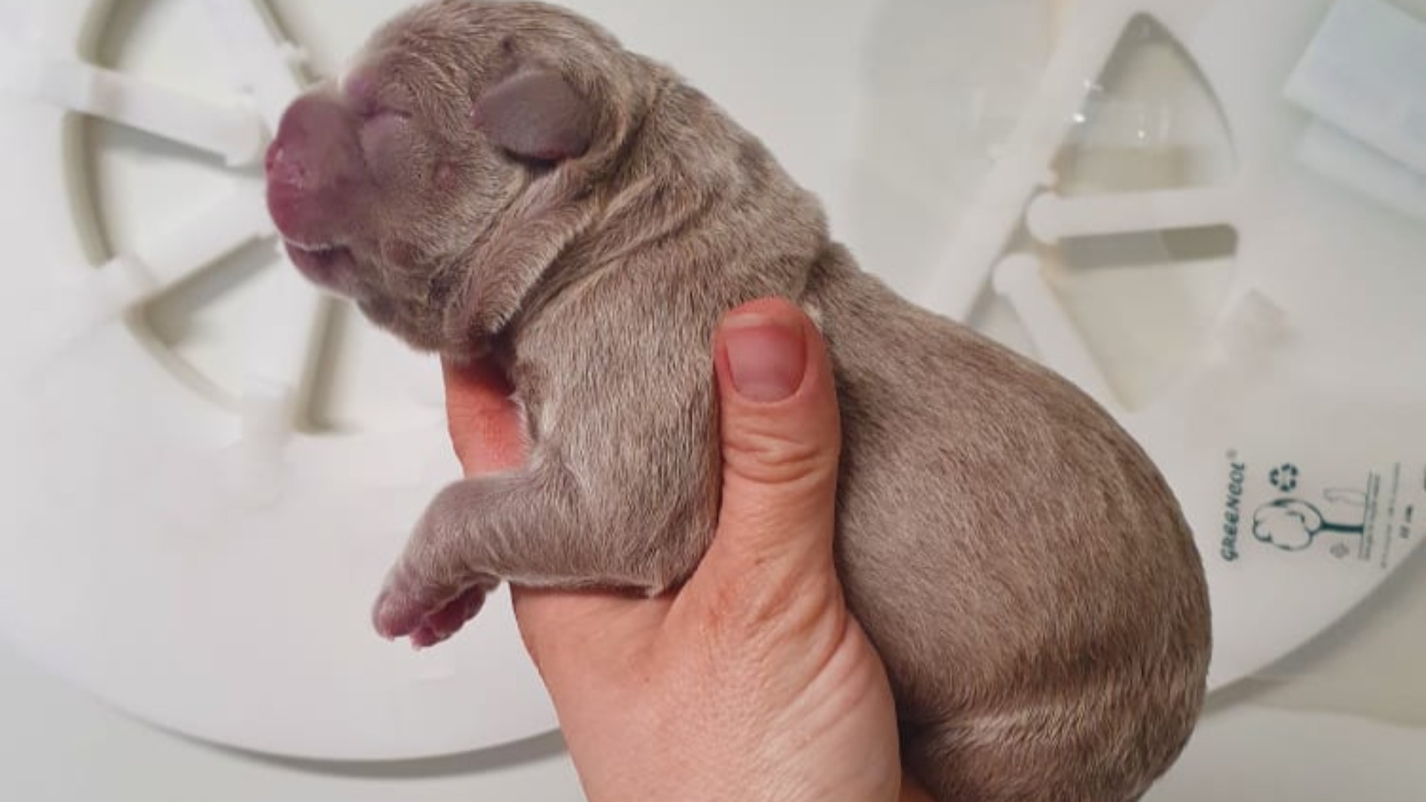 Chiot mâle bully xl lilac