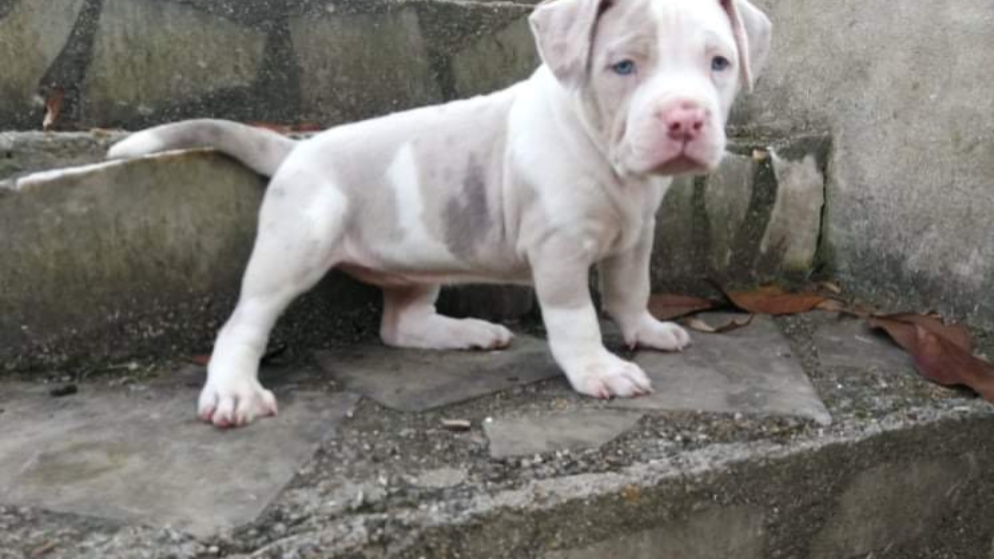 Chiot femelle bully xl