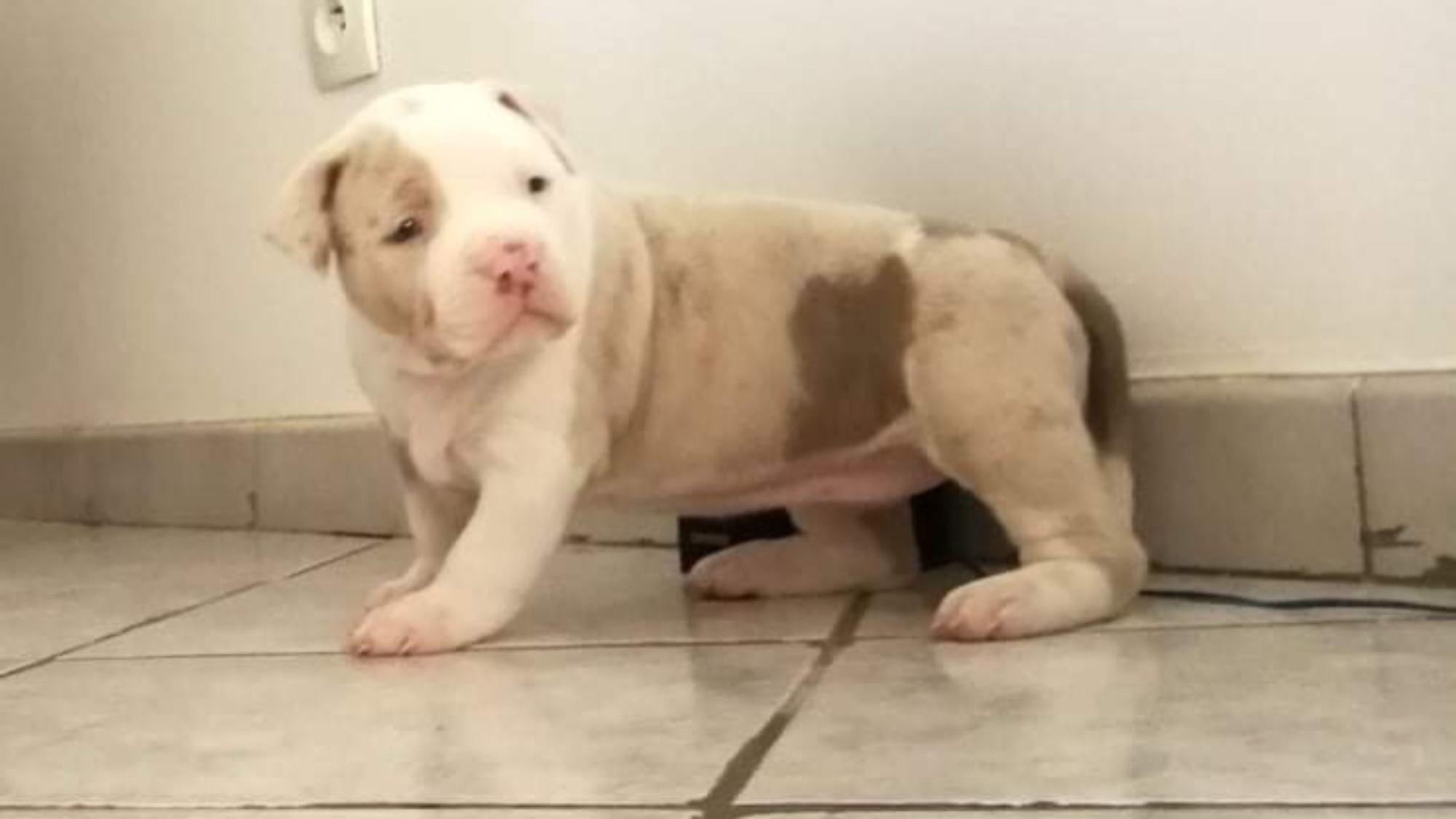 Chiot femelle bully xl