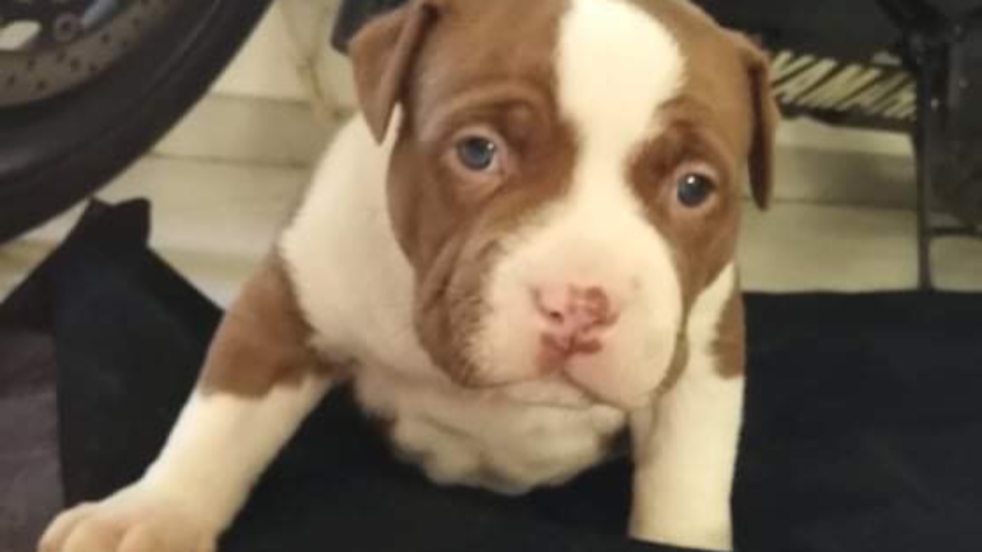 Chiot mâle bully xl chocolat