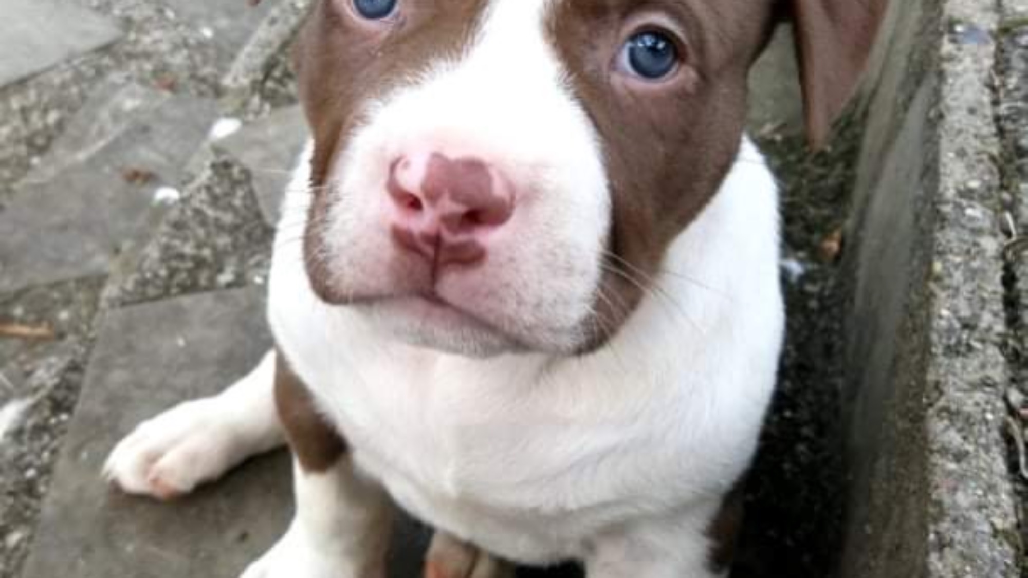 Chiot mâle bully xl chocolat