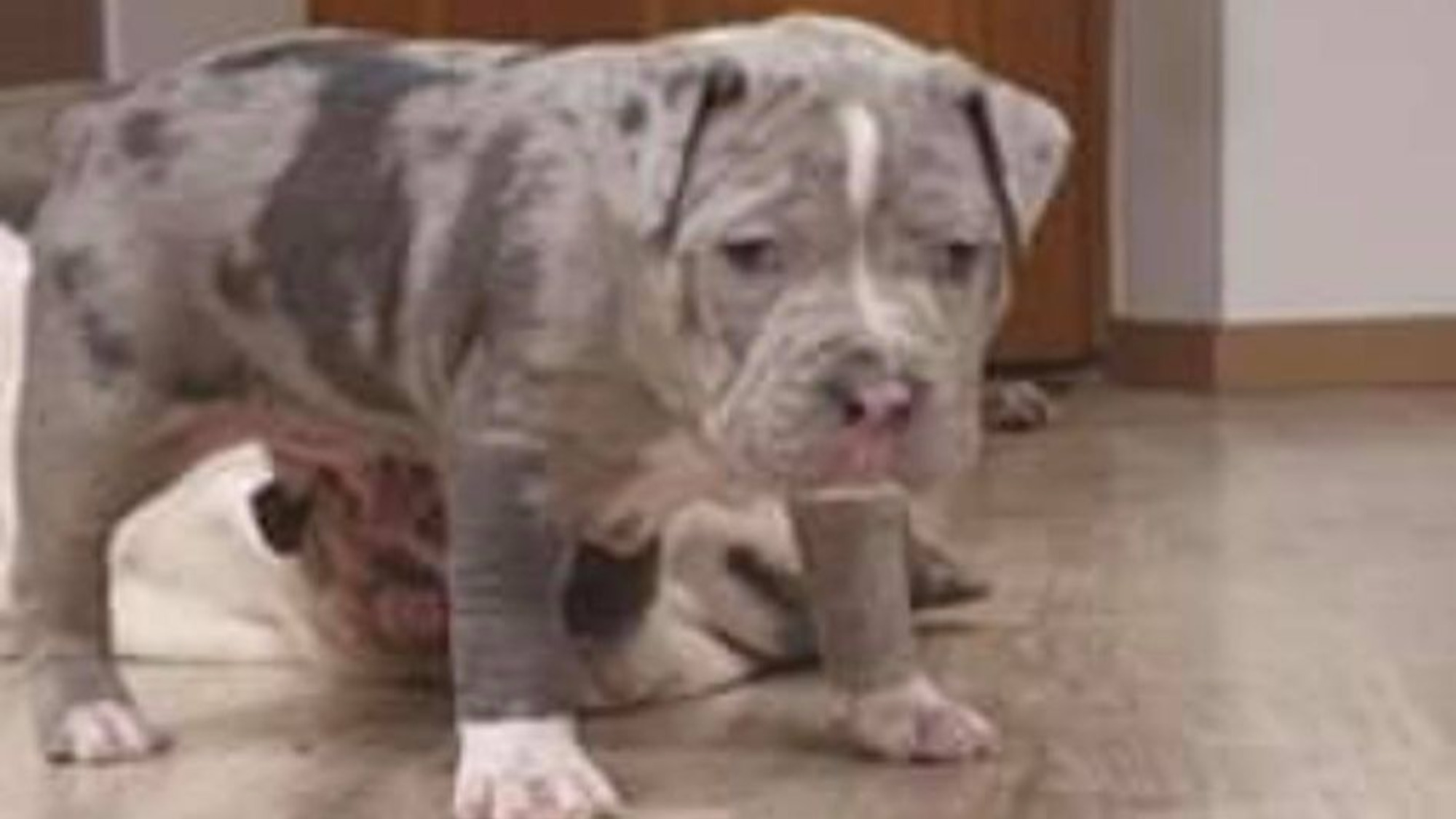 Chiot mâle bully xl merle bleu merle aux yeux bleu-gris