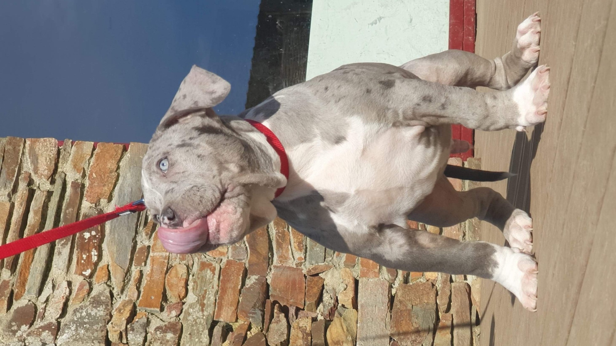 Chiot mâle bully xl merle bleu merle aux yeux bleu-gris