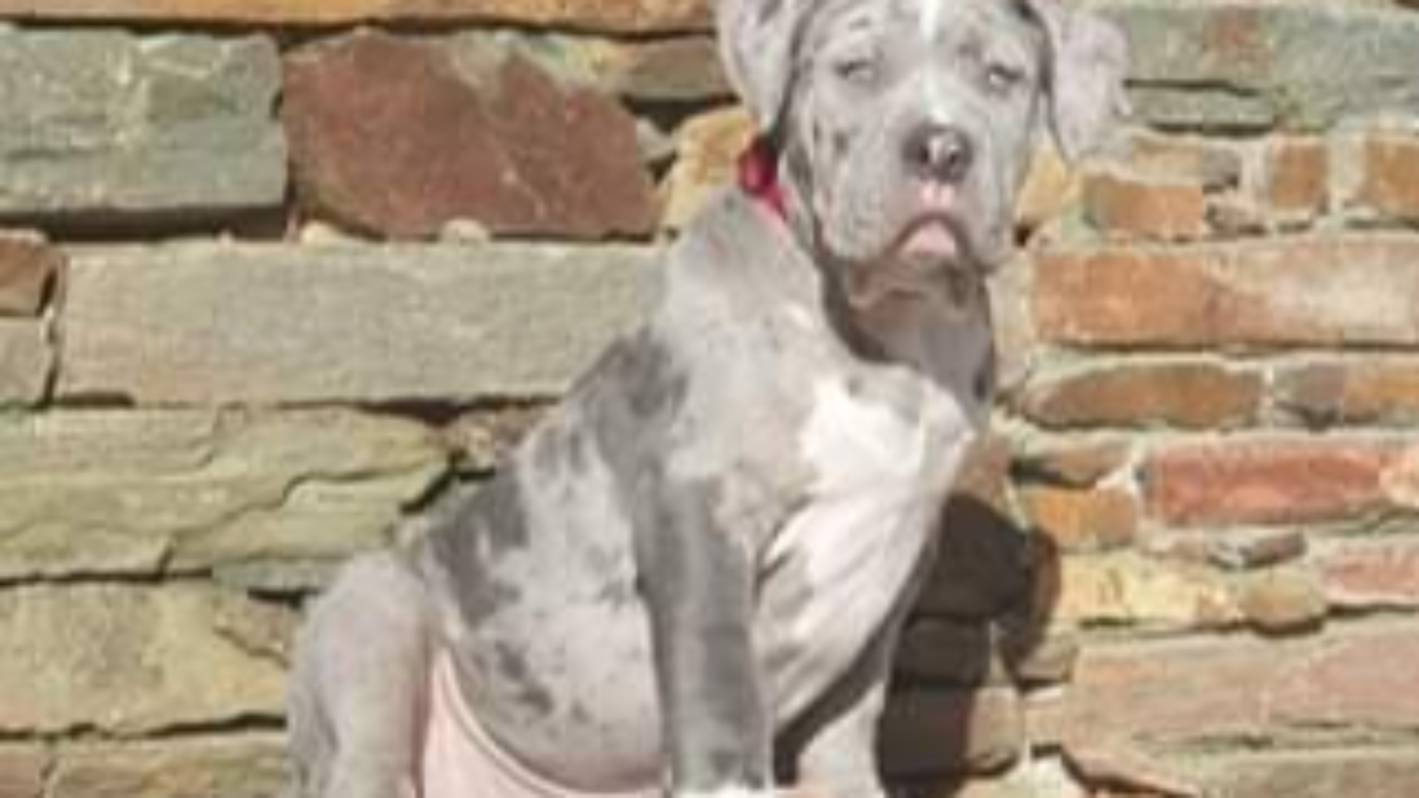 Chiot mâle bully xl merle bleu merle aux yeux bleu-gris