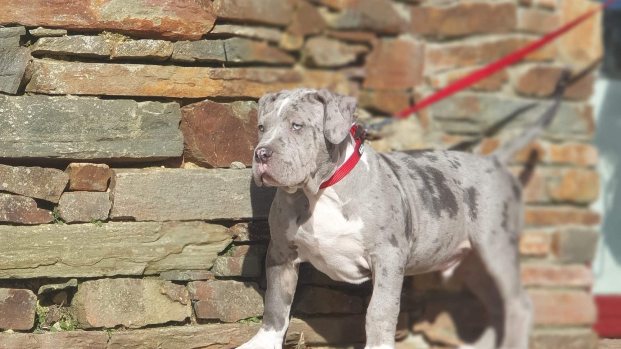 Chiot mâle bully xl merle bleu merle aux yeux bleu-gris