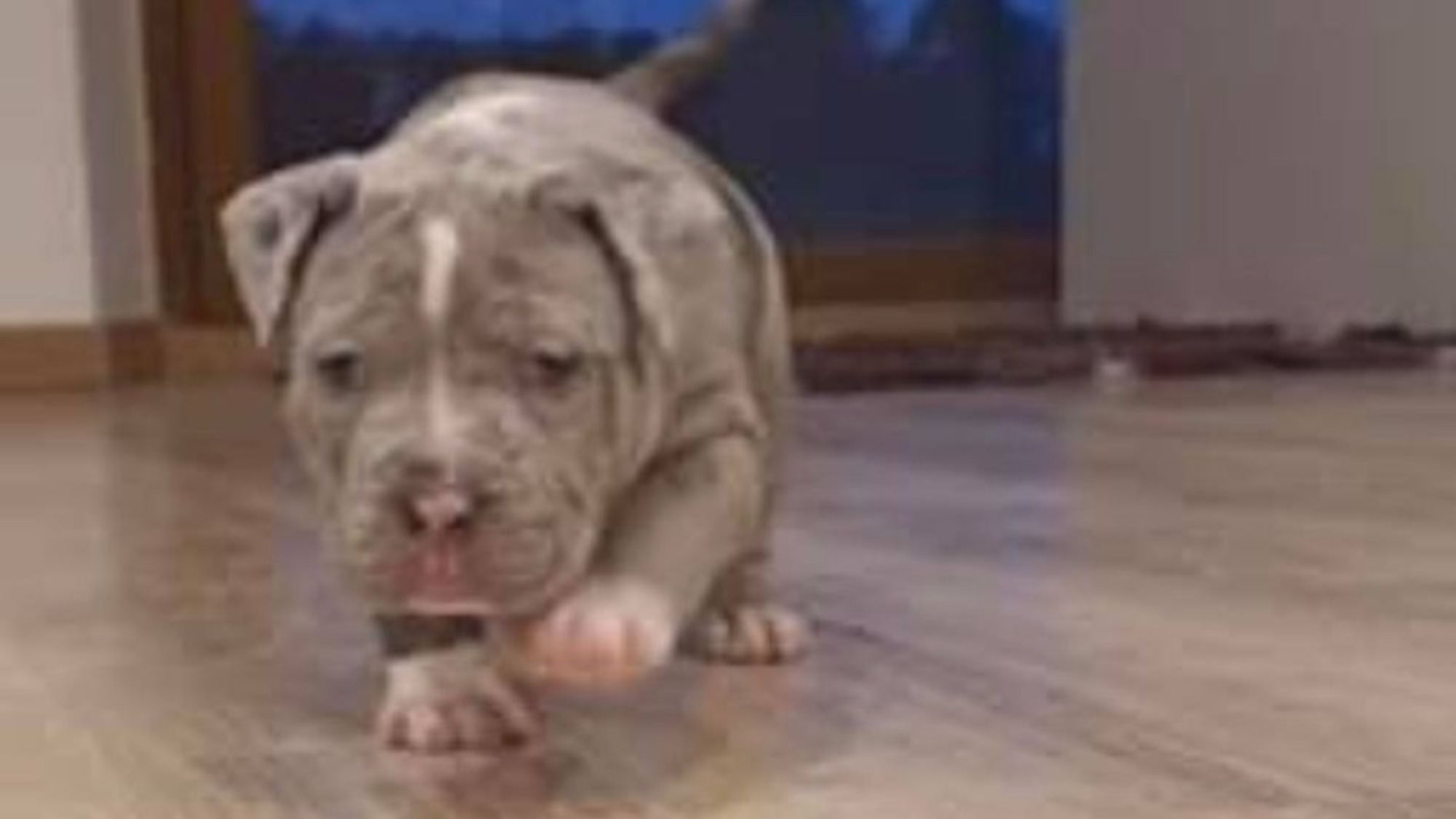 Chiot mâle bully xl merle bleu merle aux yeux bleu-gris