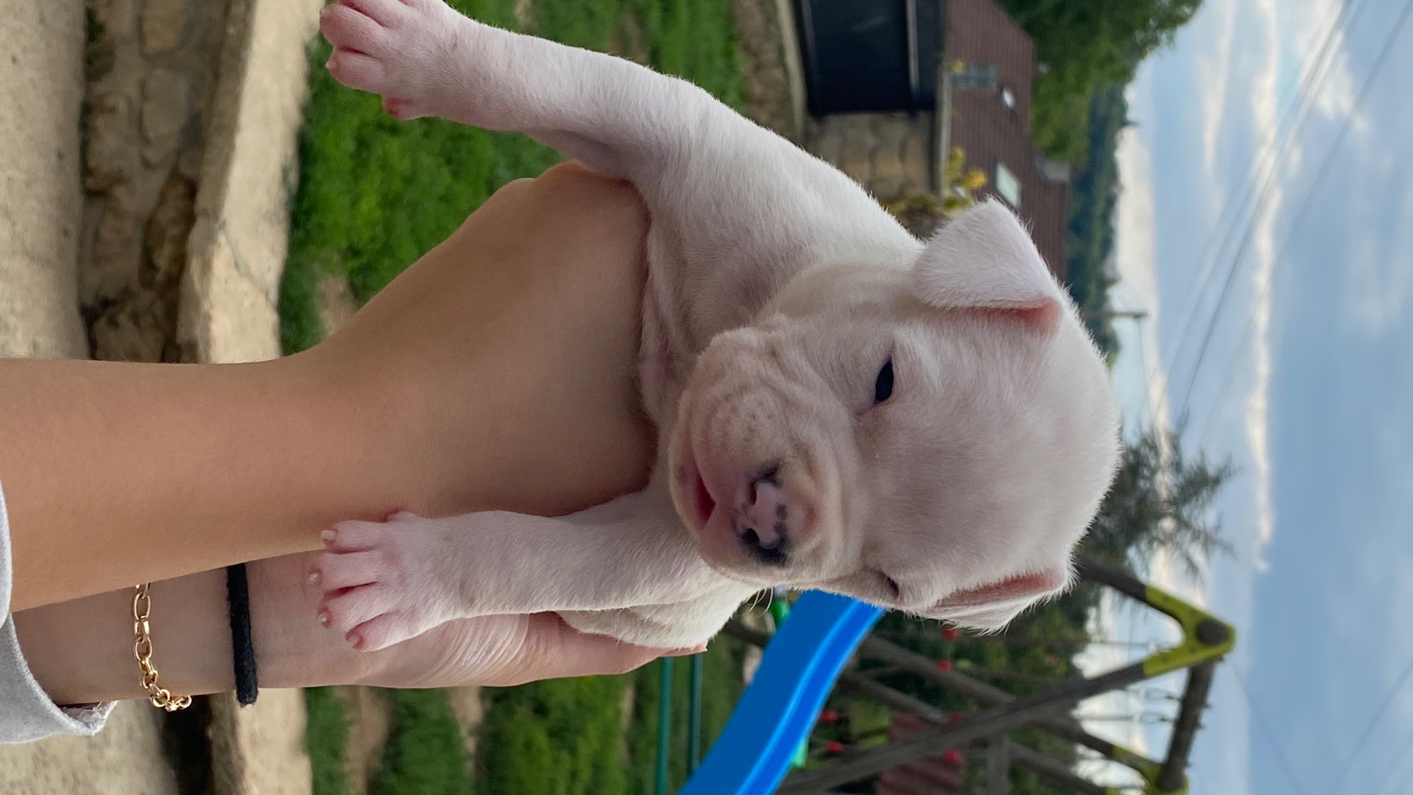 Chiot femelle bully xl blanche