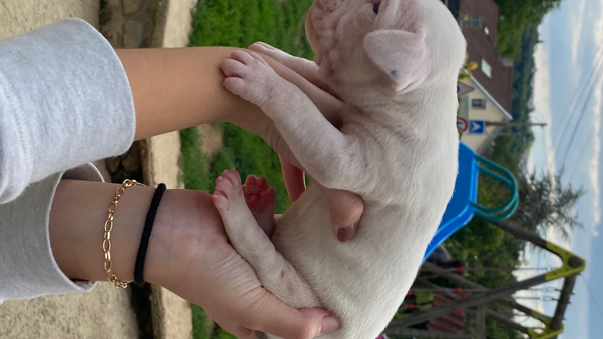 Chiot femelle bully xl blanche