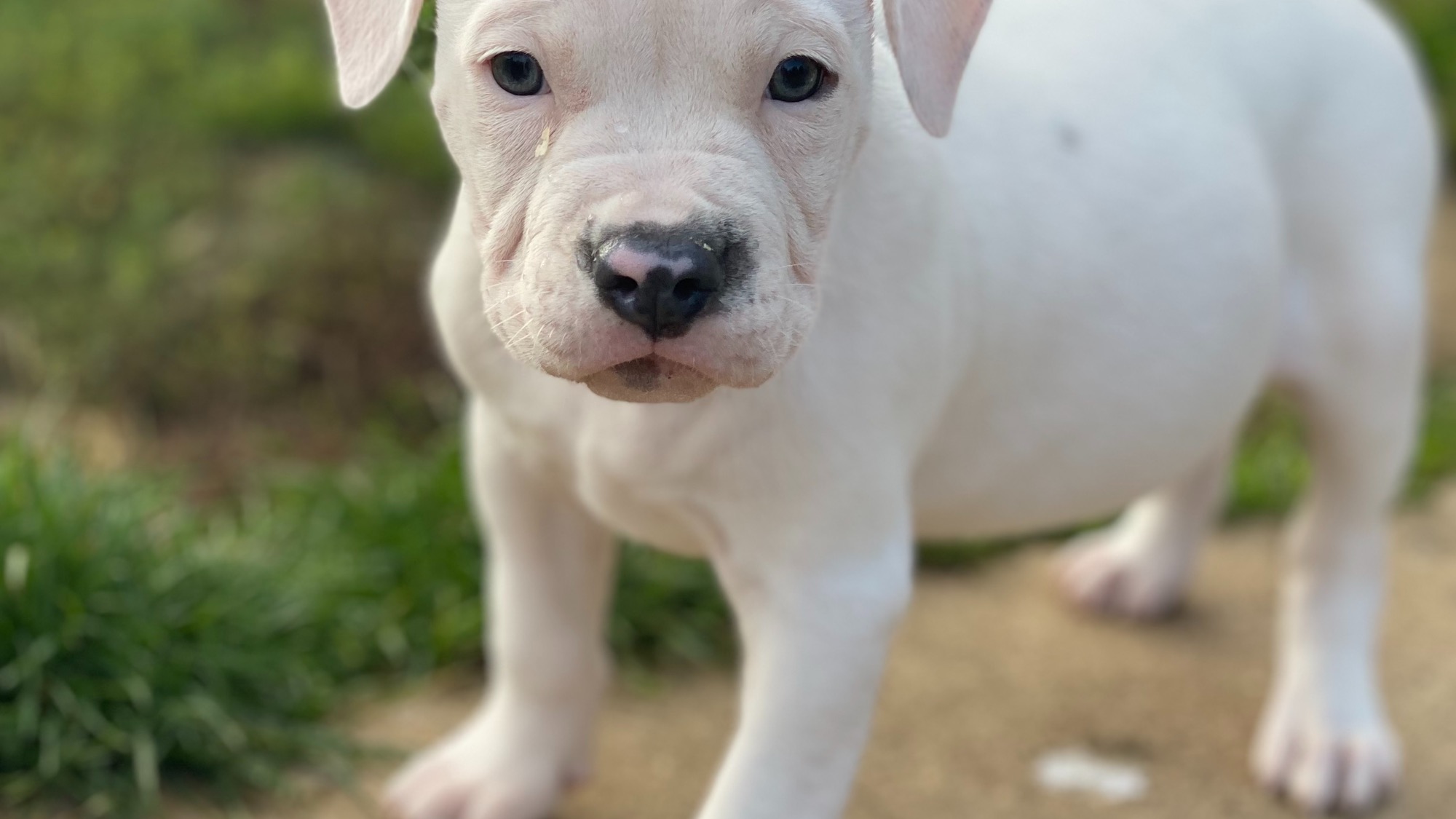 Chiot femelle bully xl blanche