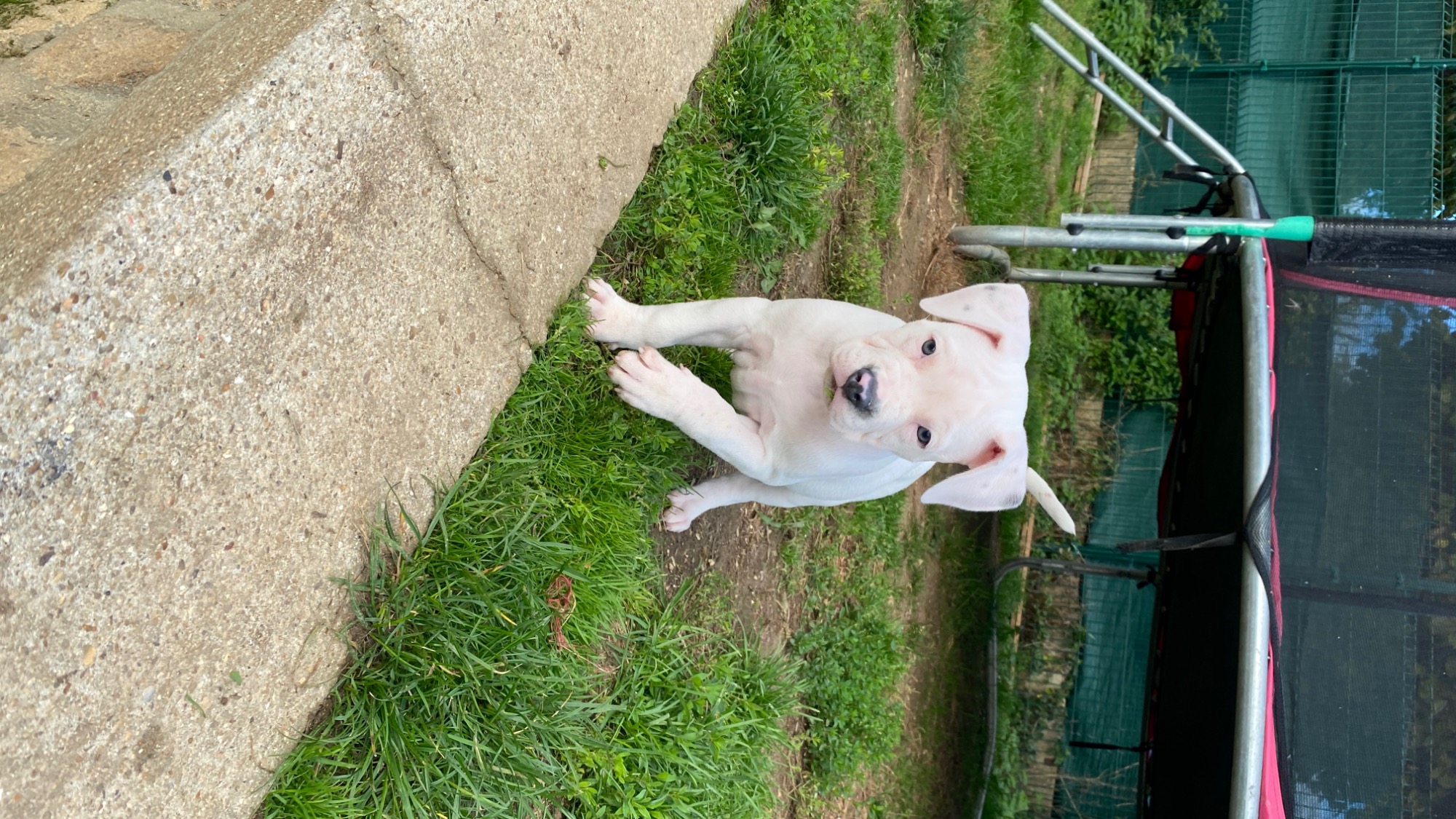 Chiot femelle bully xl blanche