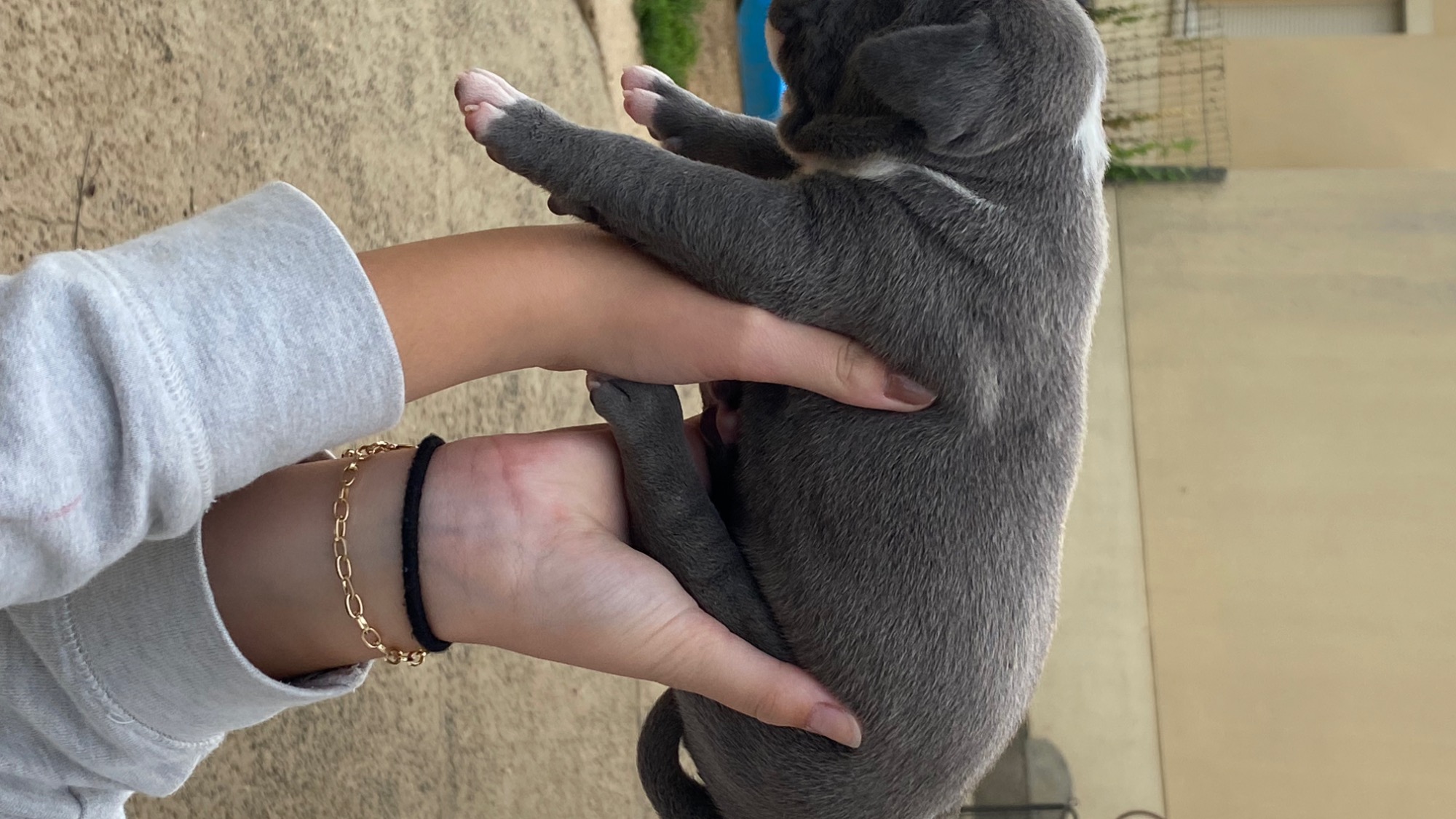 Chiot femelle bully xl