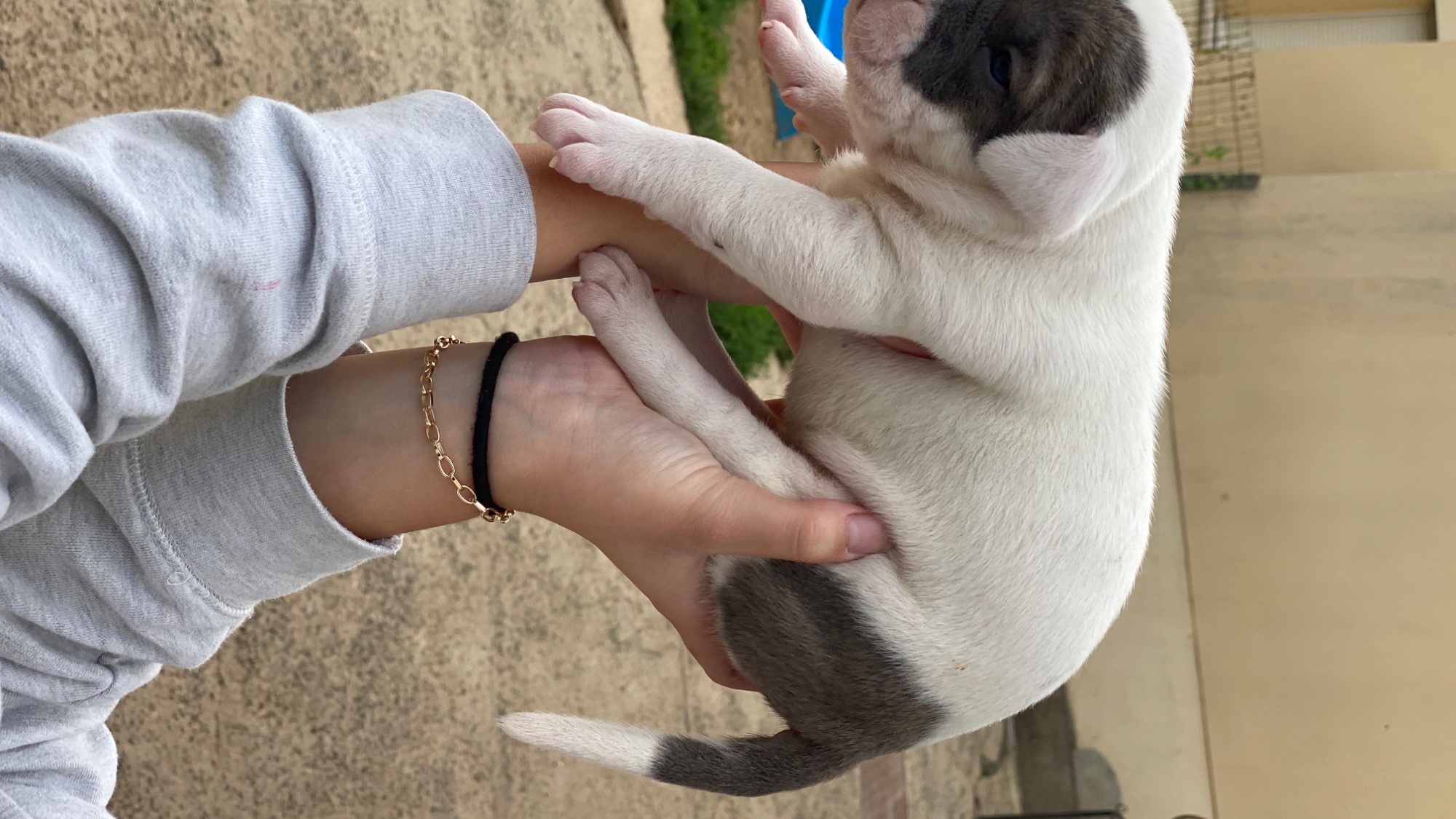 Chiot femelle bully xl