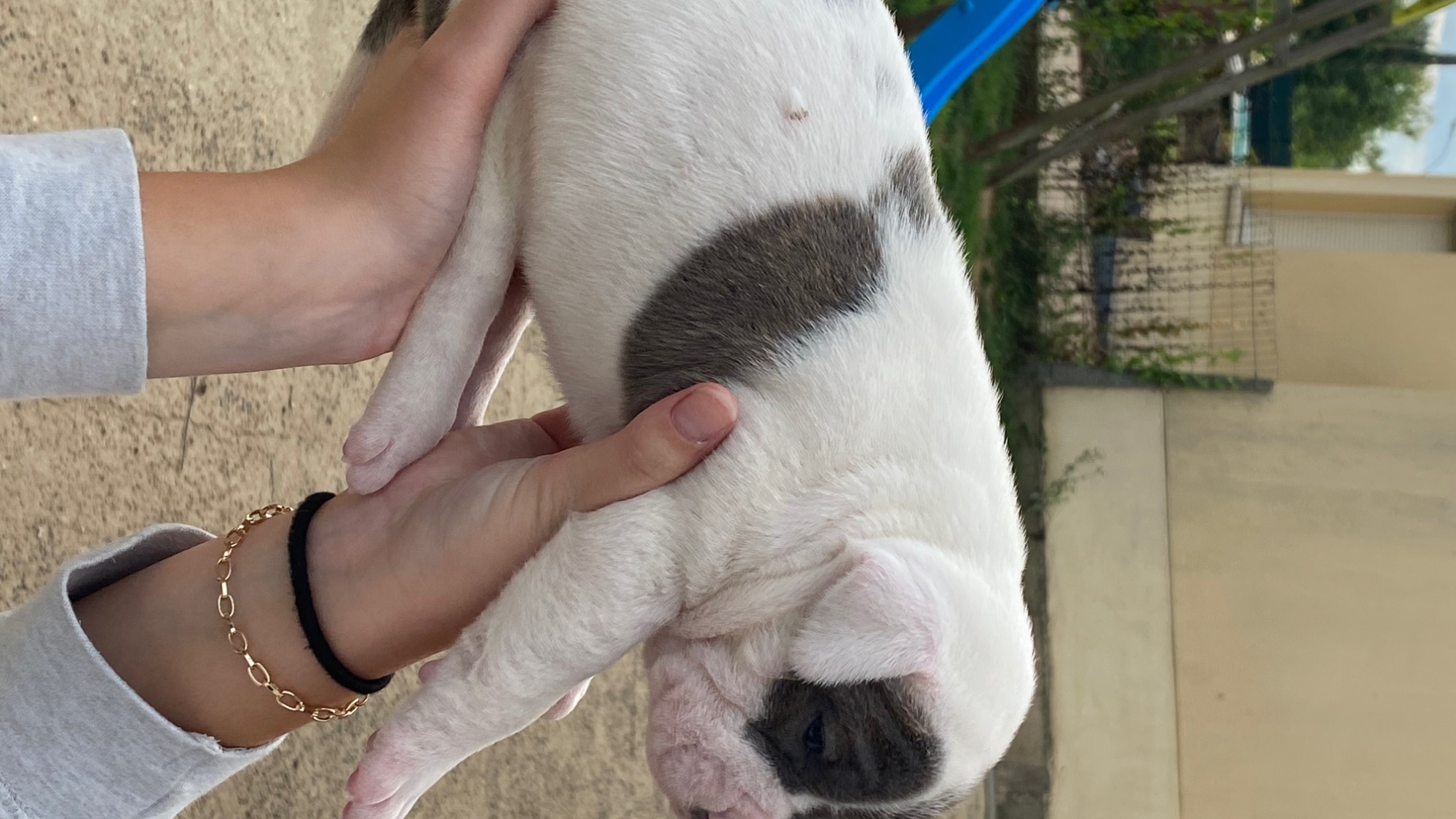 Chiot femelle bully xl