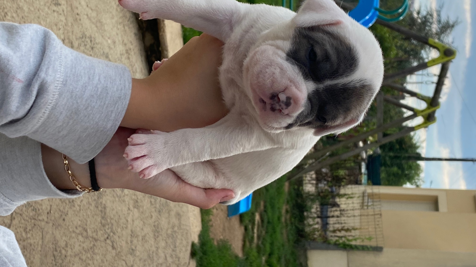 Chiot femelle bully xl