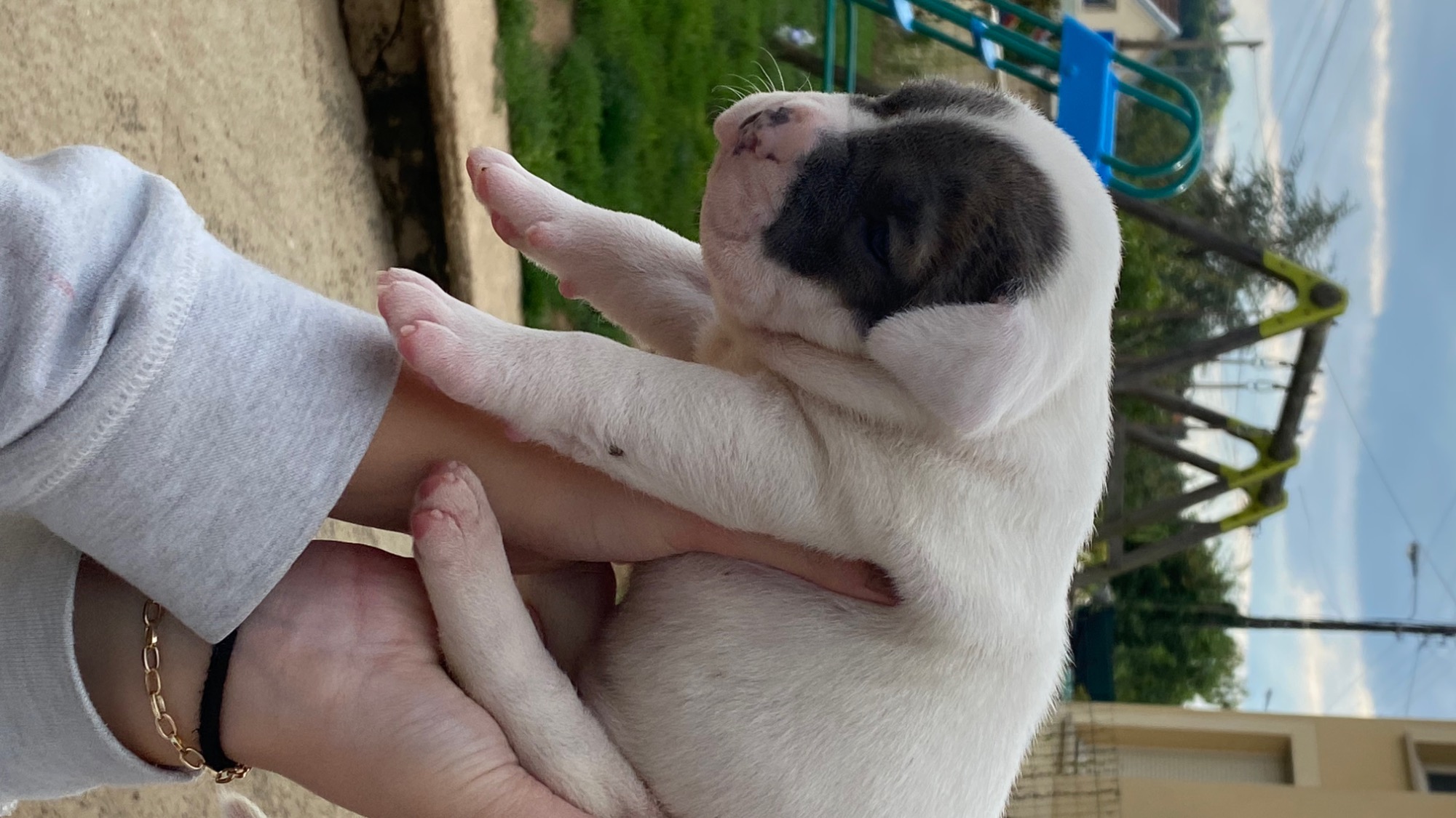 Chiot femelle bully xl