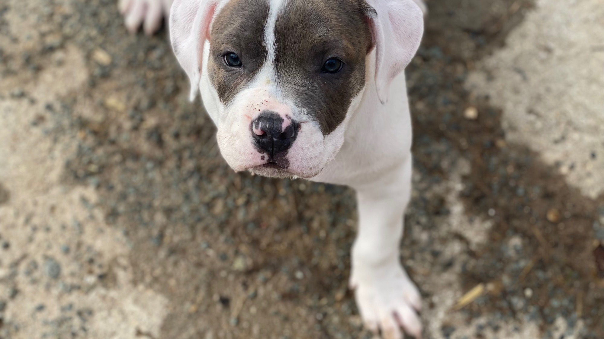 Chiot femelle bully xl