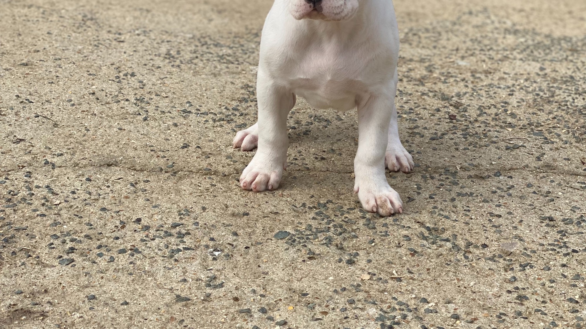 Chiot femelle bully xl