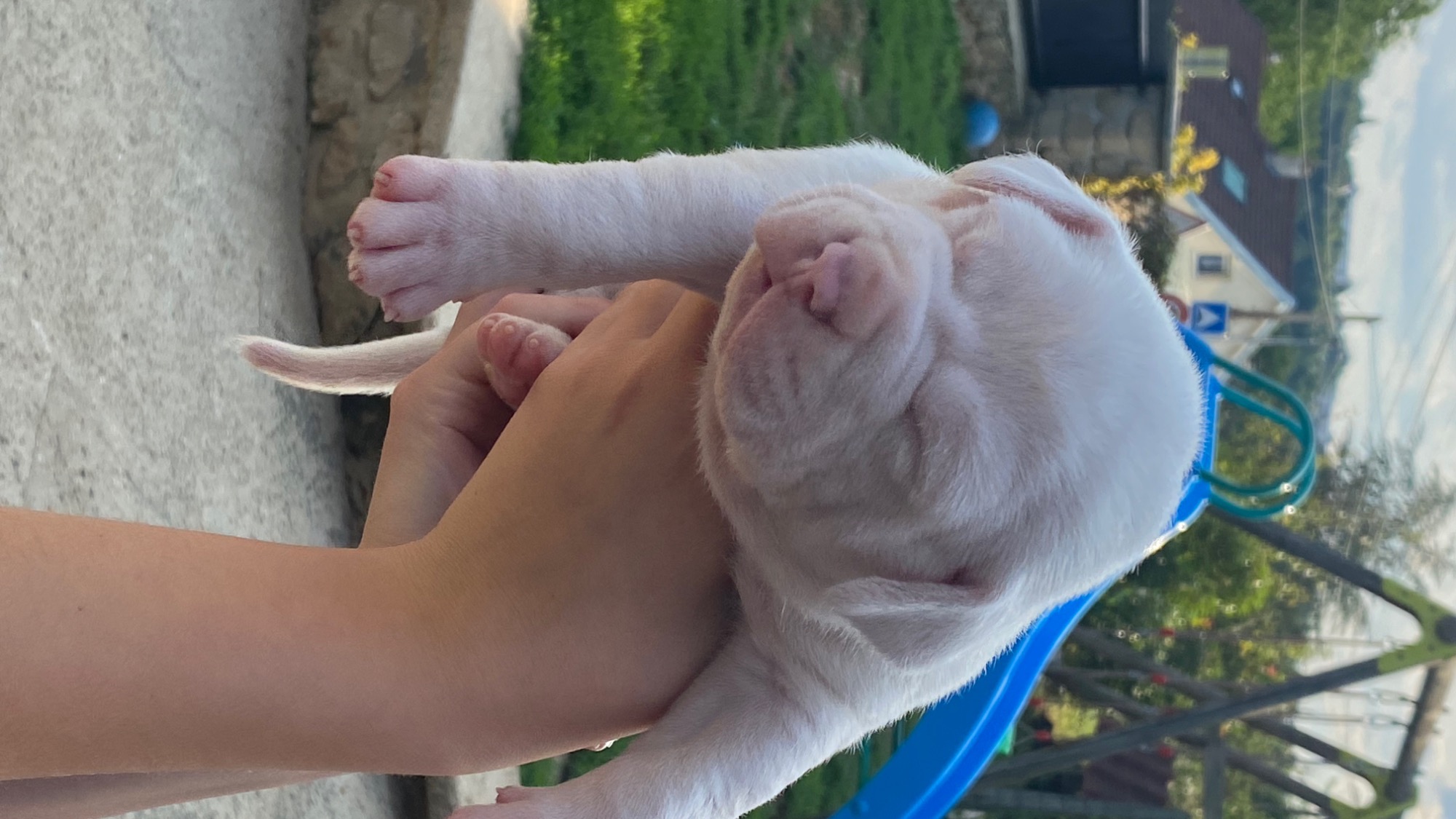 Chiot mâle bully xl