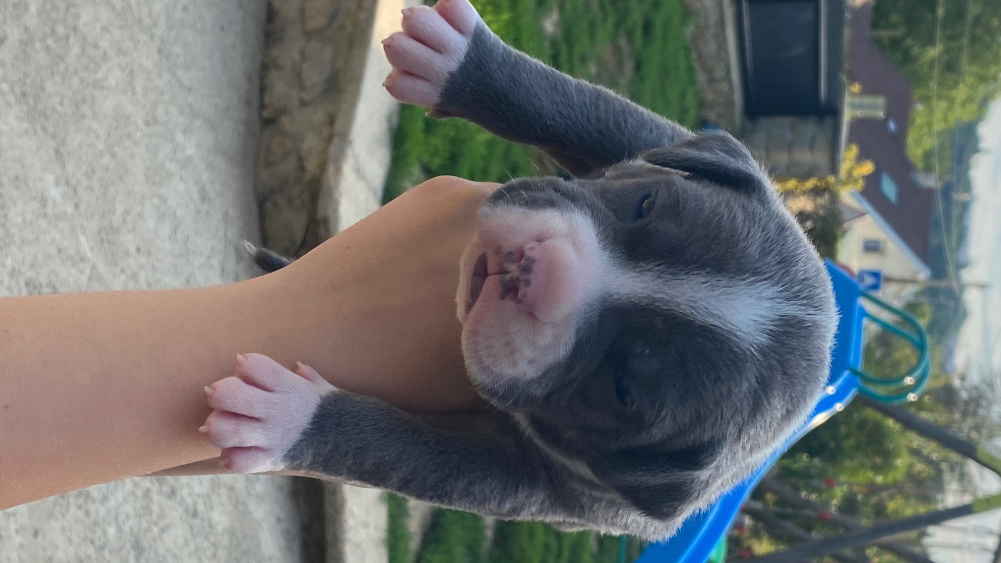 Chiot mâle bully xl bleu pan blanc