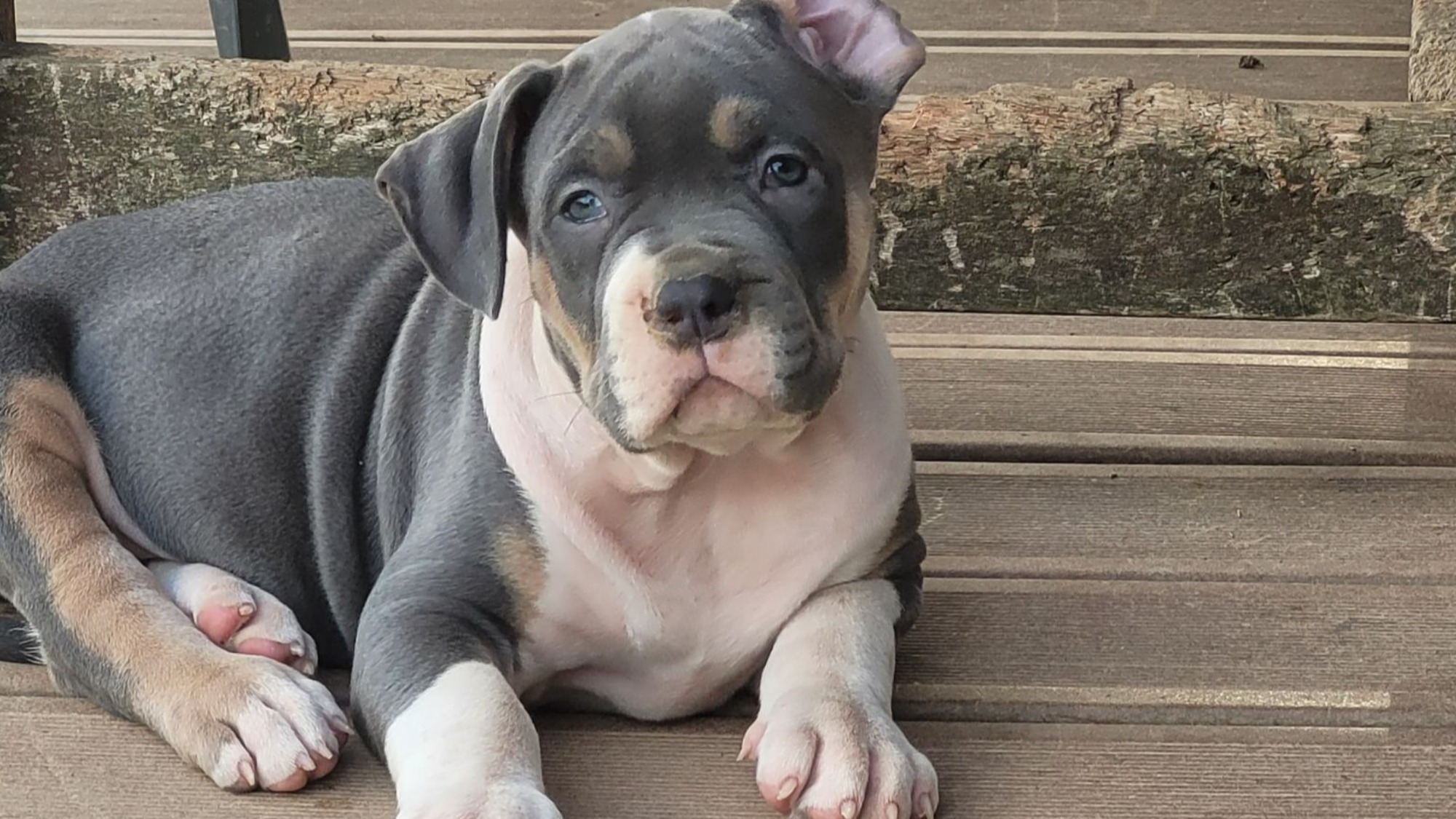 Chiot femelle bully xl trico trico bleu aux yeux marrons