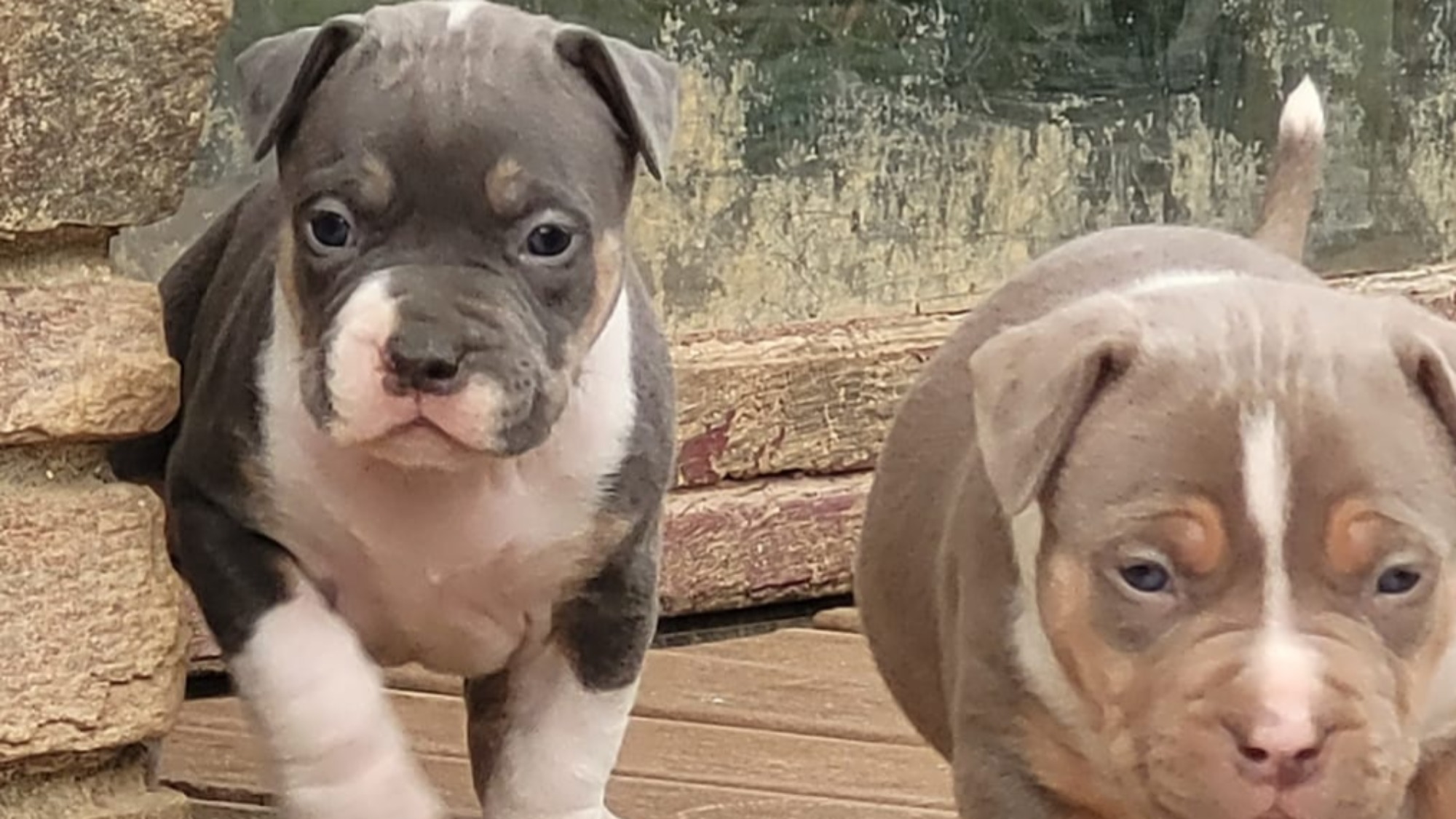 Chiot femelle bully xl trico trico bleu aux yeux marrons