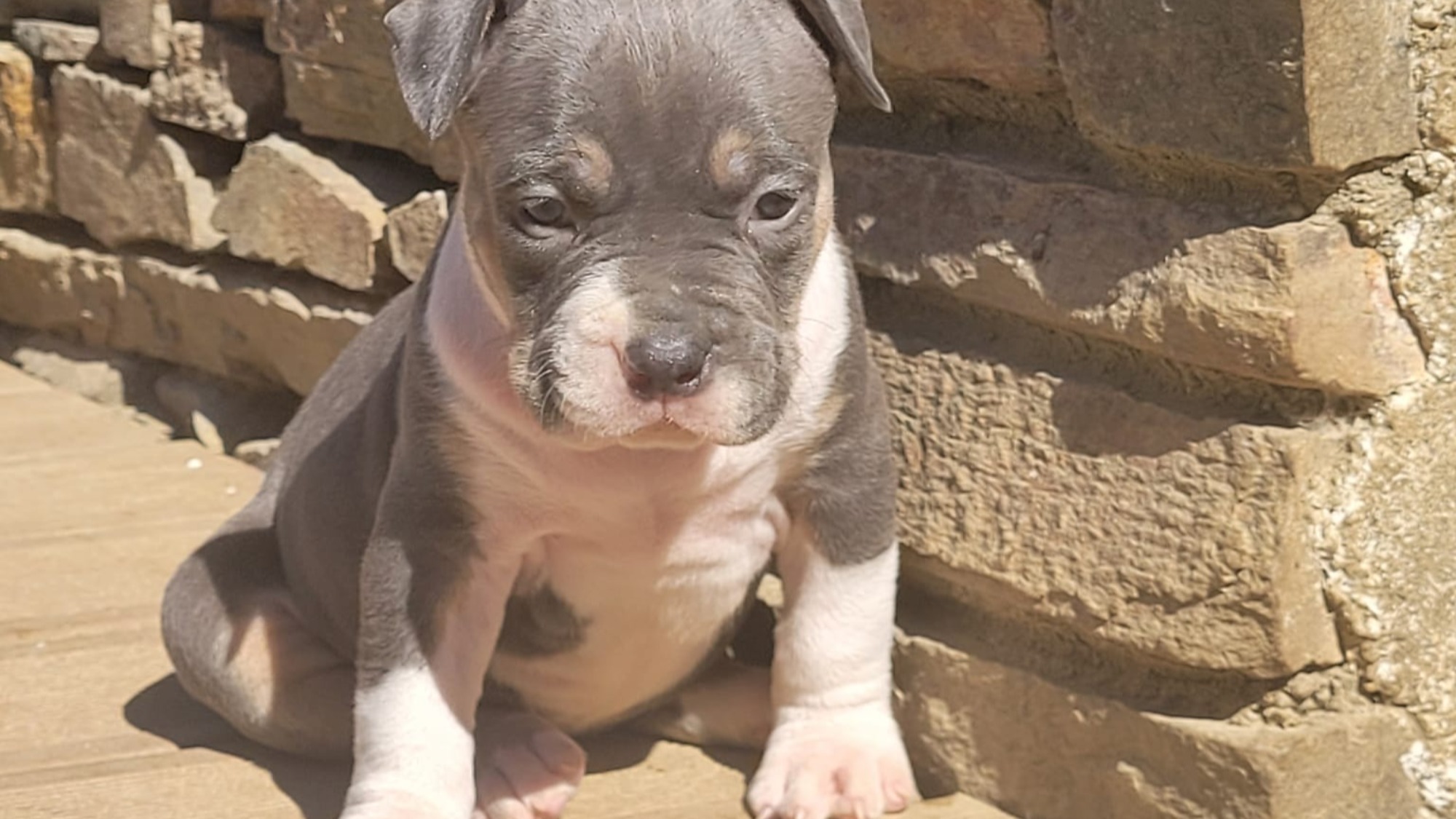 Chiot femelle bully xl trico trico bleu aux yeux marrons