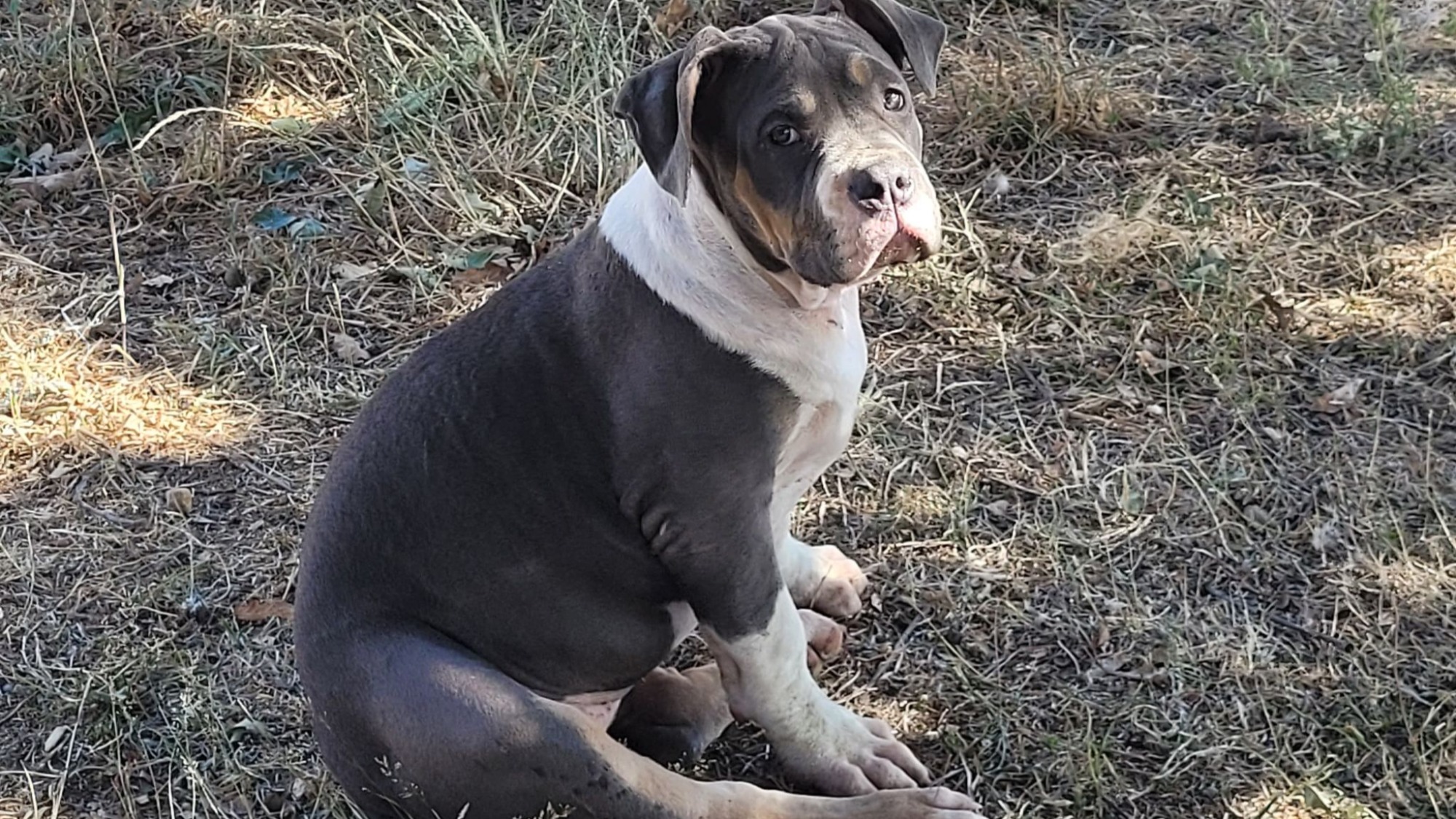 Chiot femelle bully xl trico trico bleu aux yeux marrons