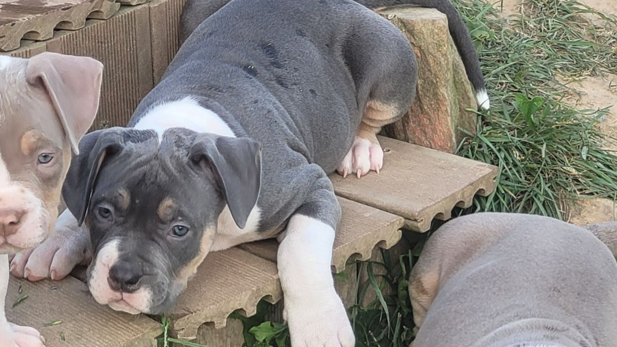 Chiot femelle bully xl trico trico bleu aux yeux marrons