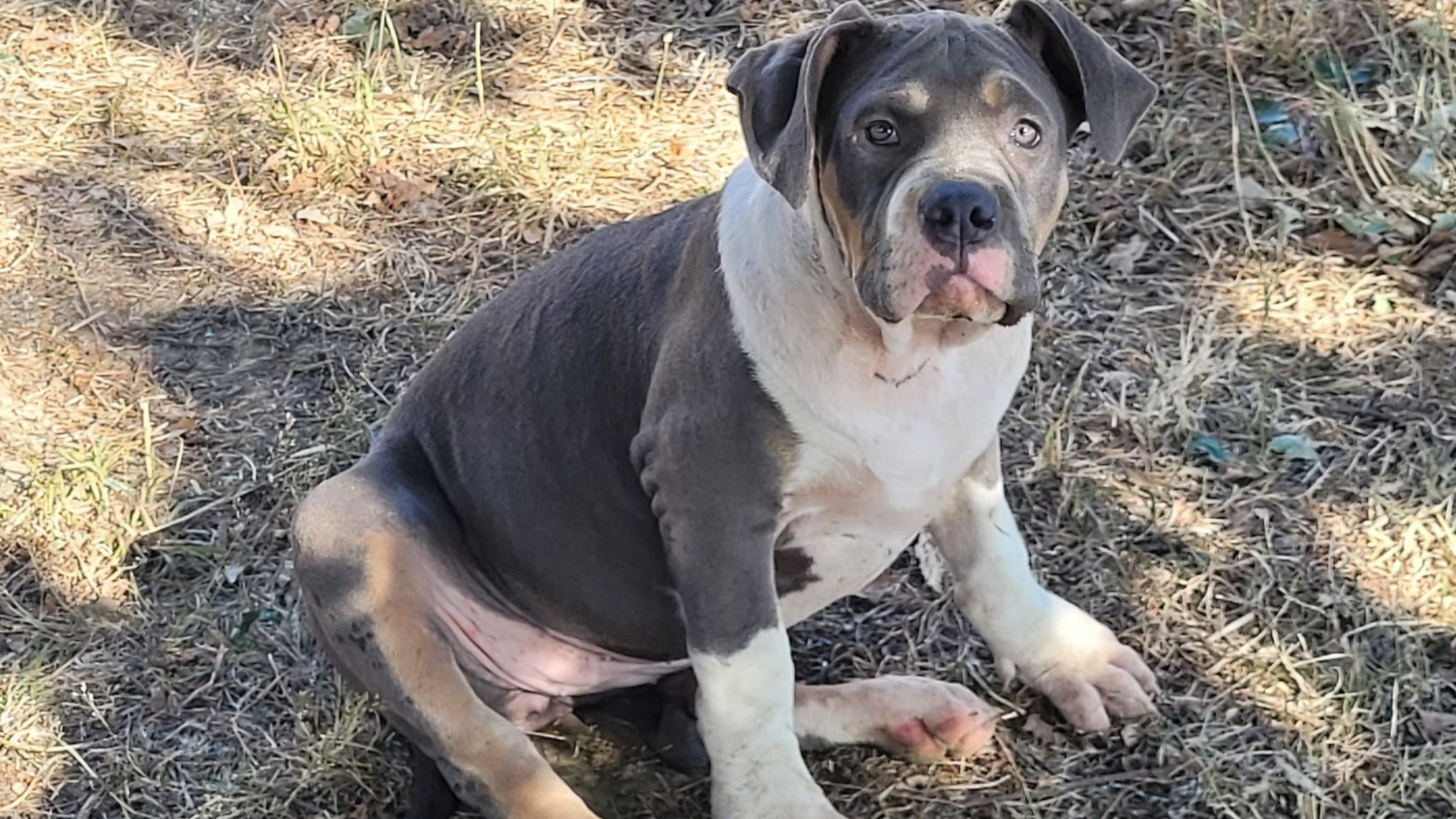 Chiot femelle bully xl trico trico bleu aux yeux marrons