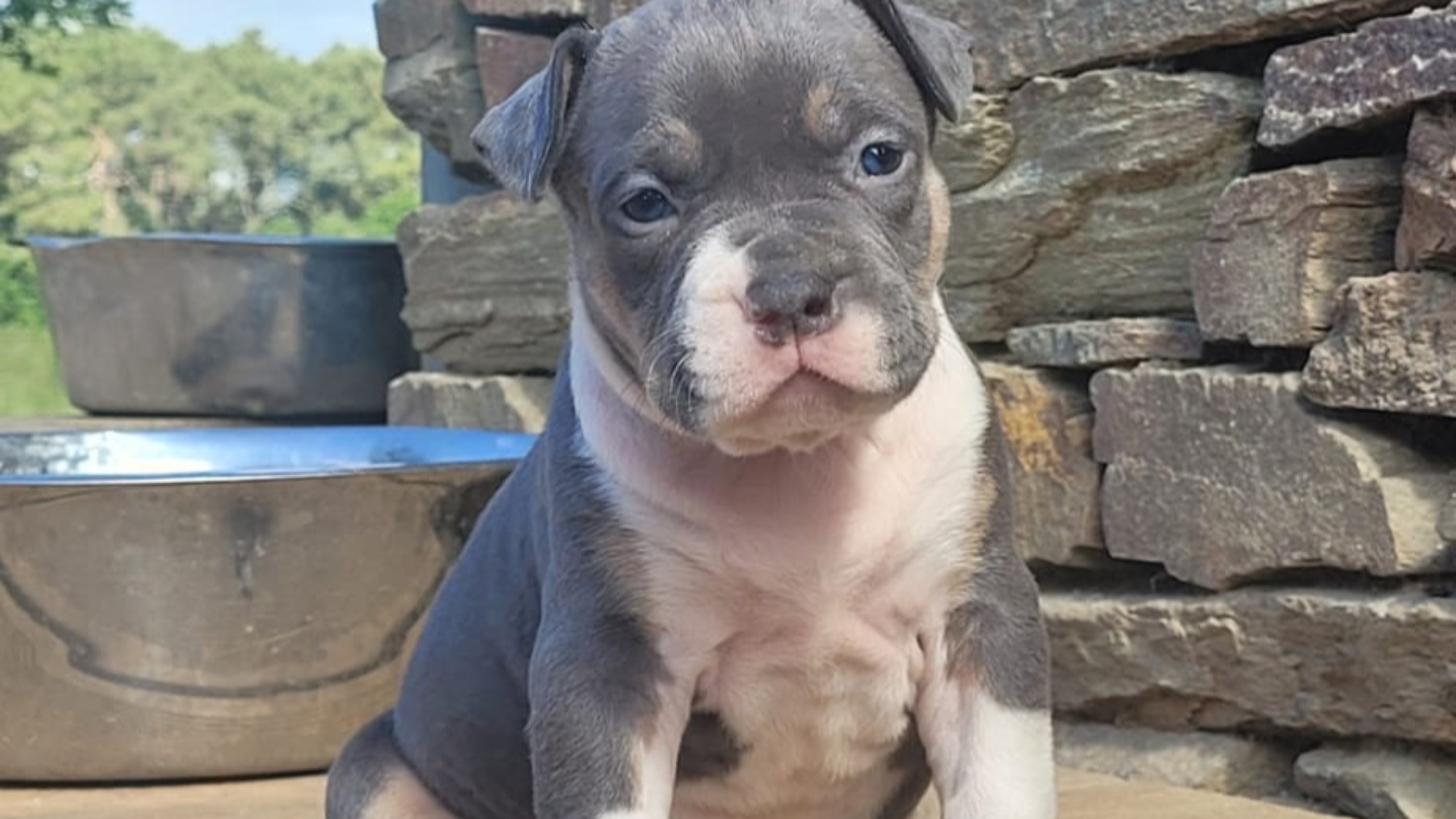 Chiot femelle bully xl trico trico bleu aux yeux marrons