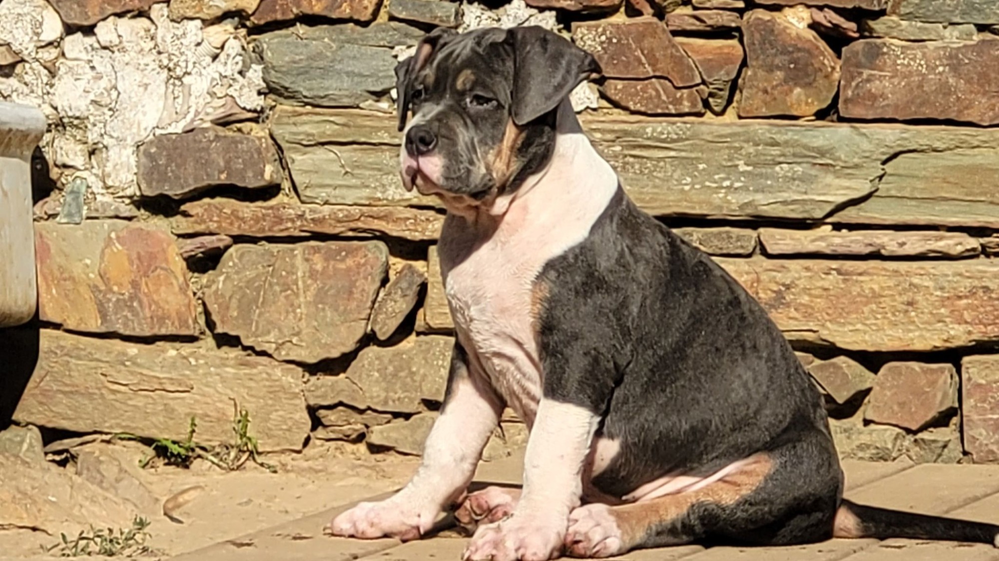 Chiot femelle bully xl trico trico bleu aux yeux marrons