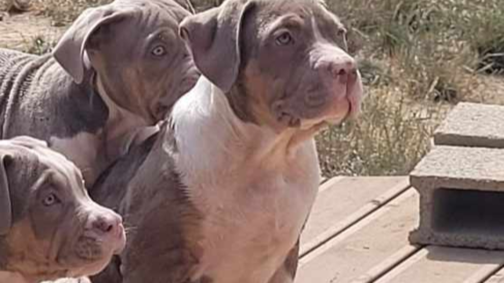 Chiot femelle bully xl trico trico lilac aux yeux verts