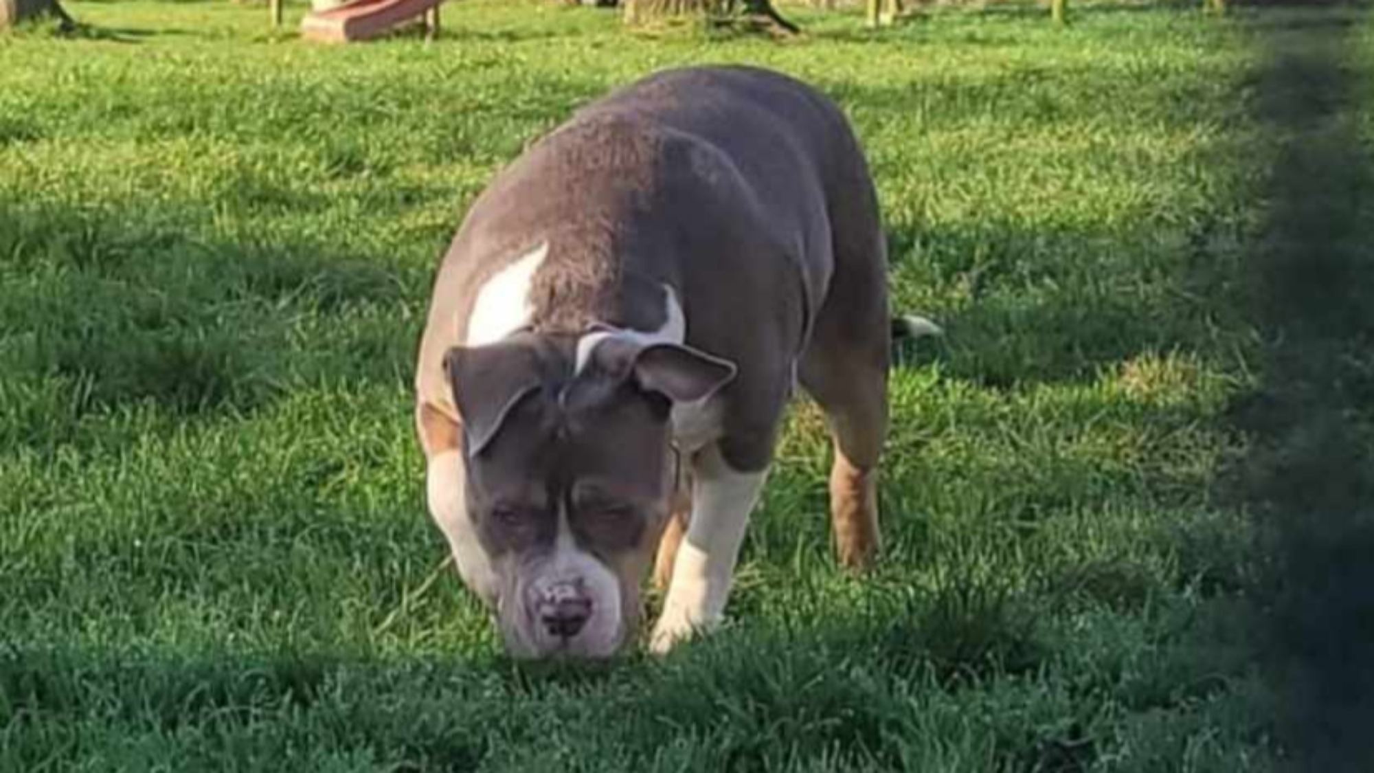 Chiot femelle bully xl trico trico lilac aux yeux verts