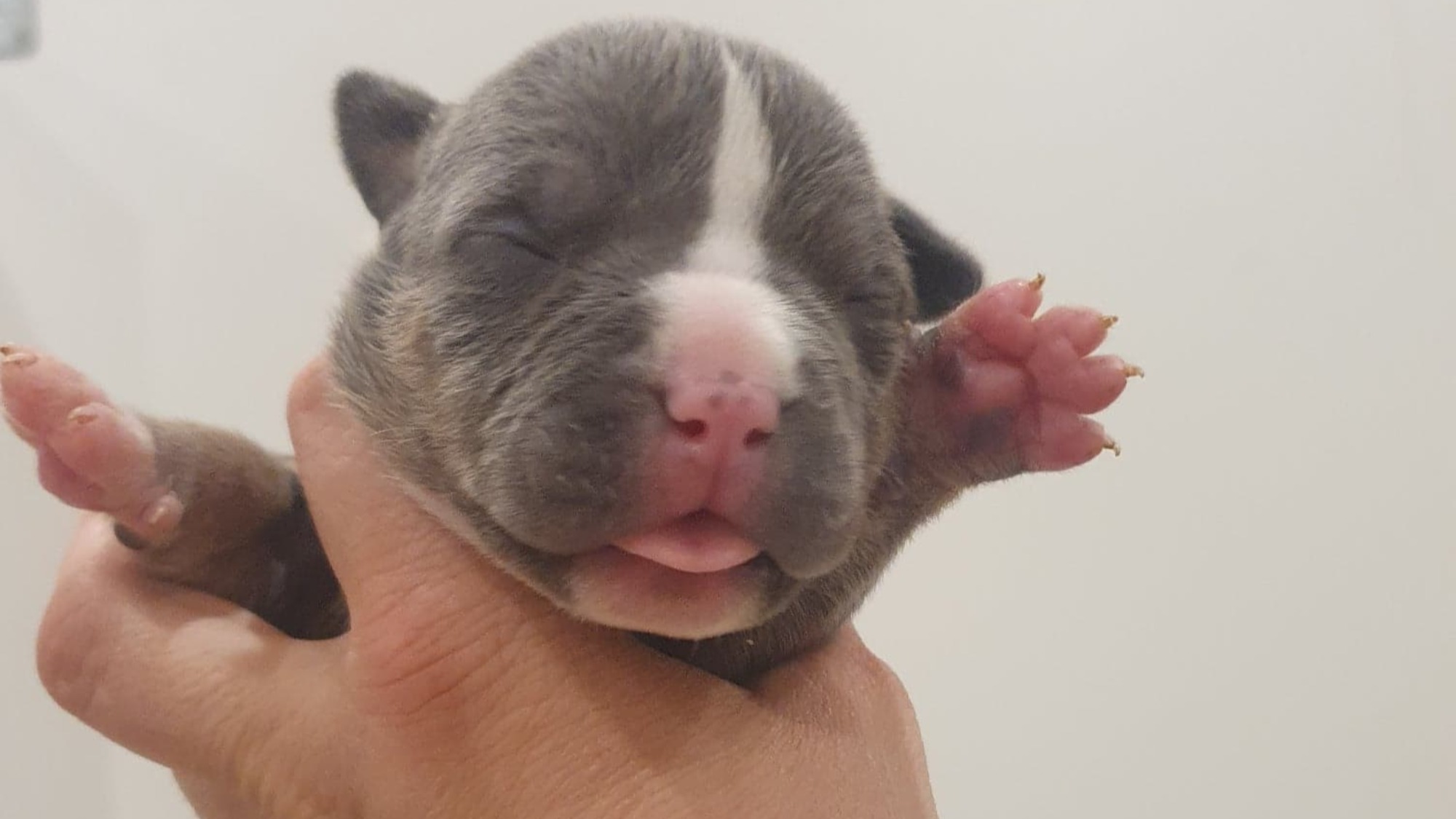 Chiot mâle bully xl trico trico bleu