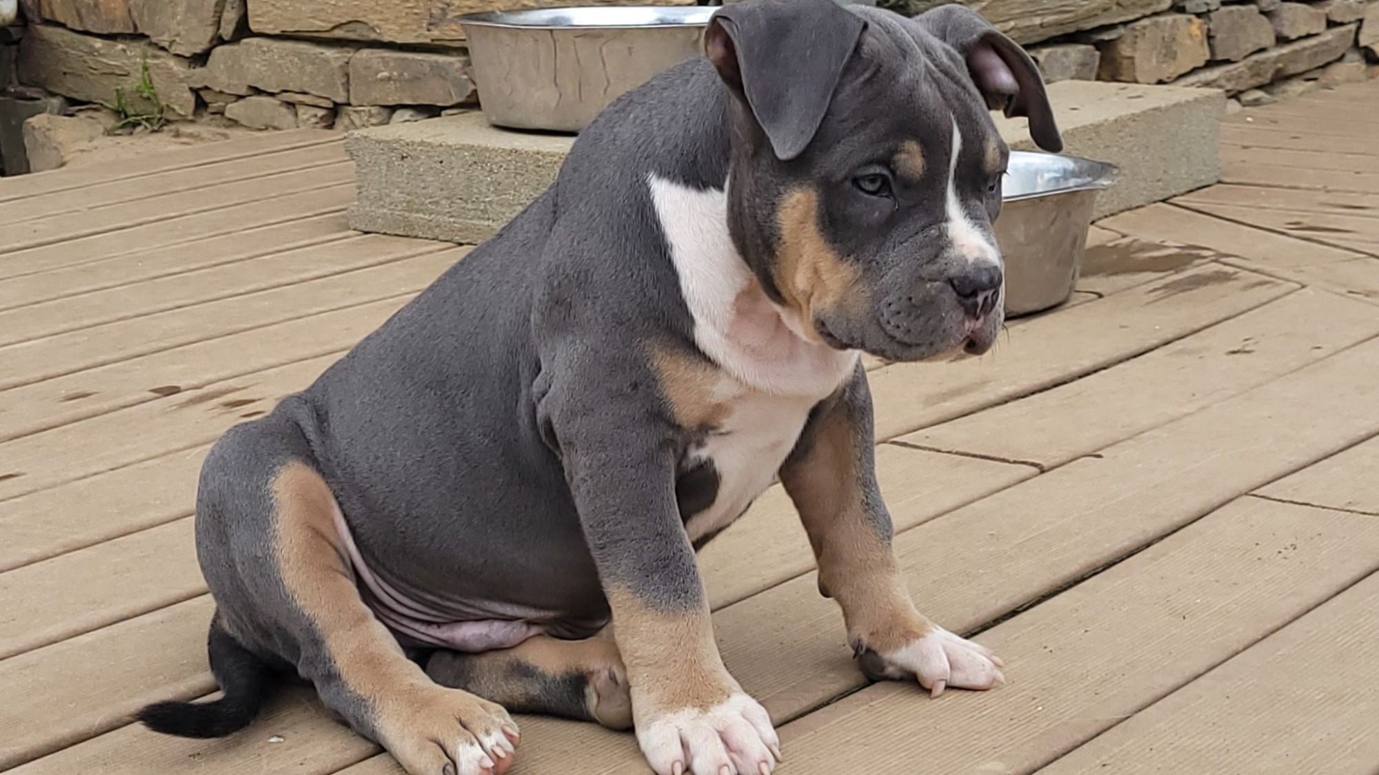 Chiot mâle bully xl trico trico bleu